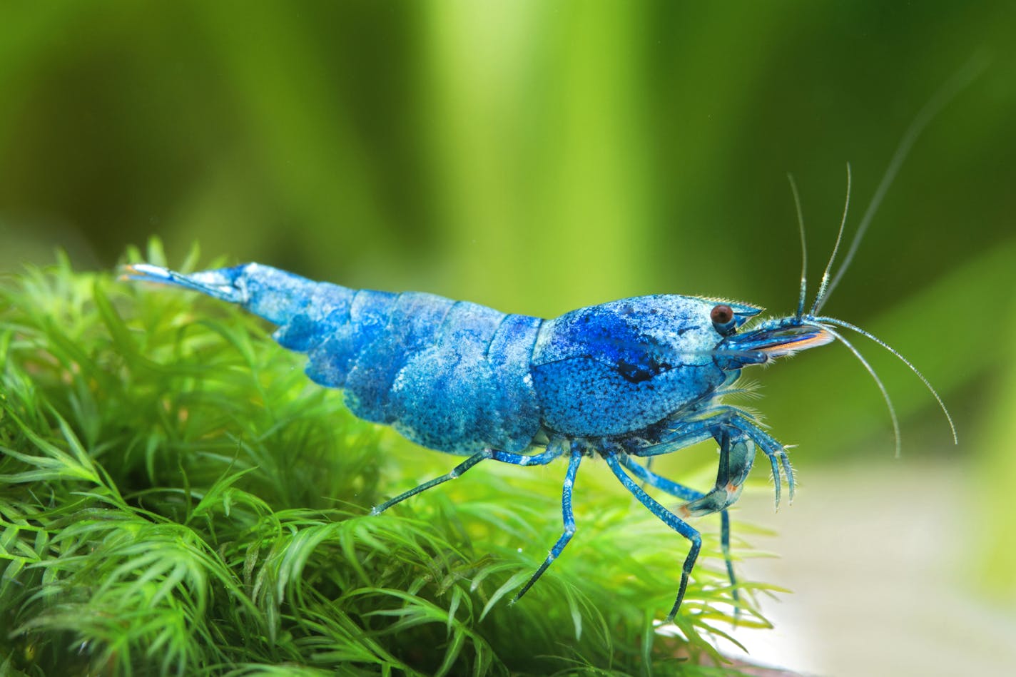 Pet shrimp are popular in Taiwan and Germany, but they are catching on among aquarium keepers in the U.S.