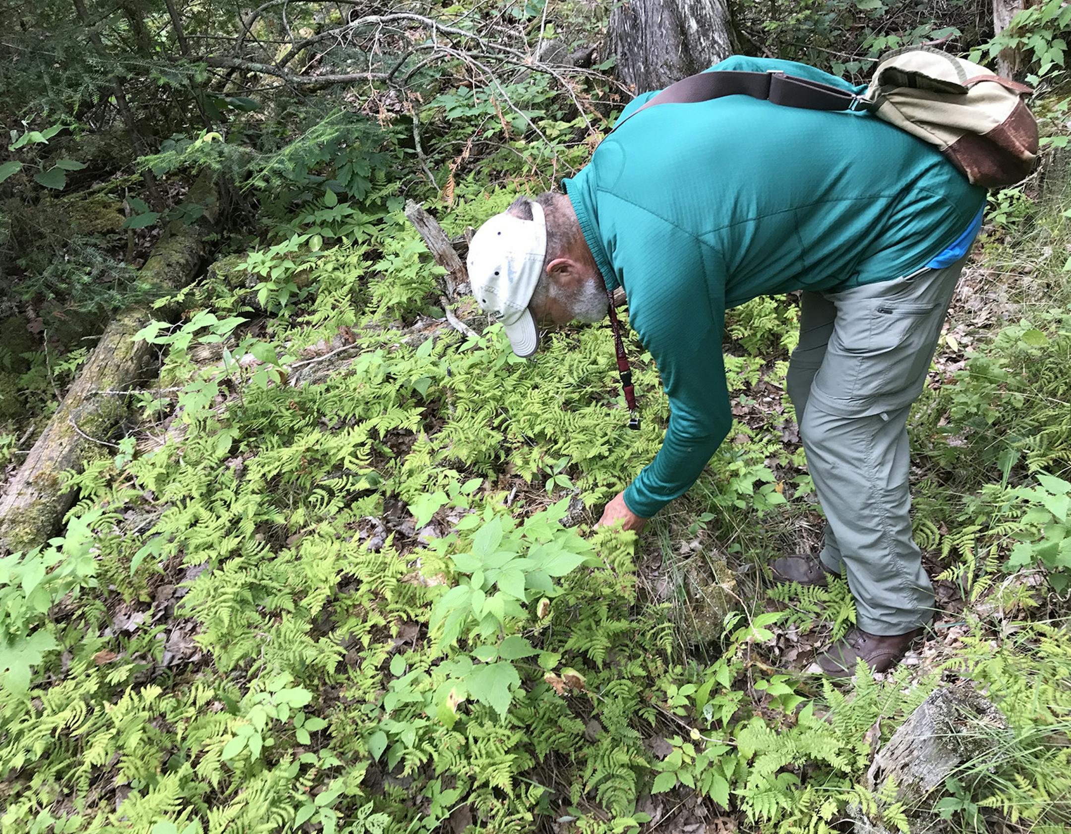 John Latimer, phenologist, for Outdoors Weekend.