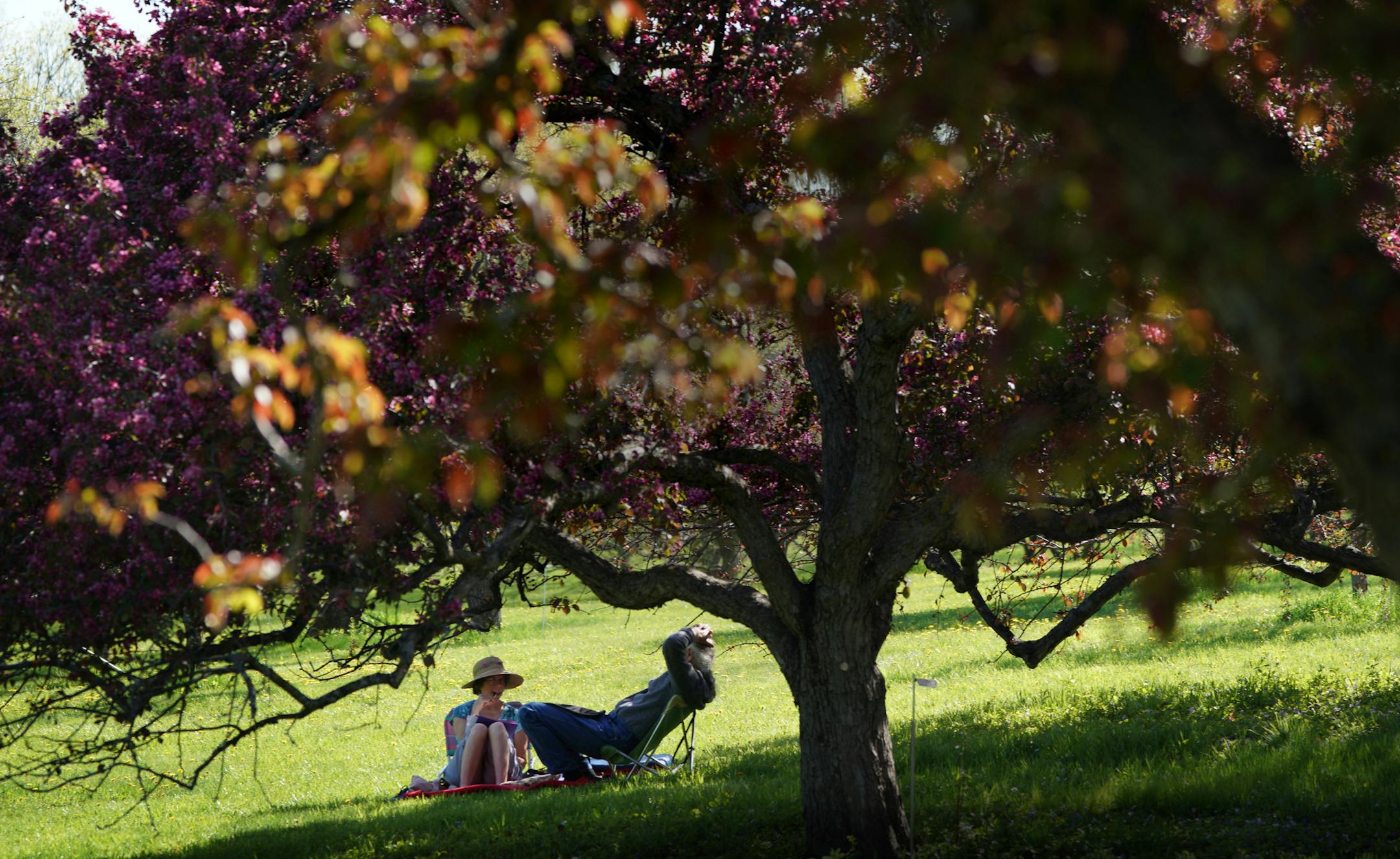 One of the most popular stops along the 3-mile-drive each spring at the Minnesota Landscape Arboretum is the flowering crabapple collection featuring 16 species and 120 cultivars and a total of 268 specimens of crabapples. The spectacular bloom, generally sometime around Mother's Day brings thousands of visitors to see the pinks, whites and reds of the many trees. Voted best botanical garden again in 2019 by USA Today, the Minnesota Landscape Arboretum is a 1,137-acre horticultural garden and ar