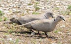 A pair of collared doves searches for seeds