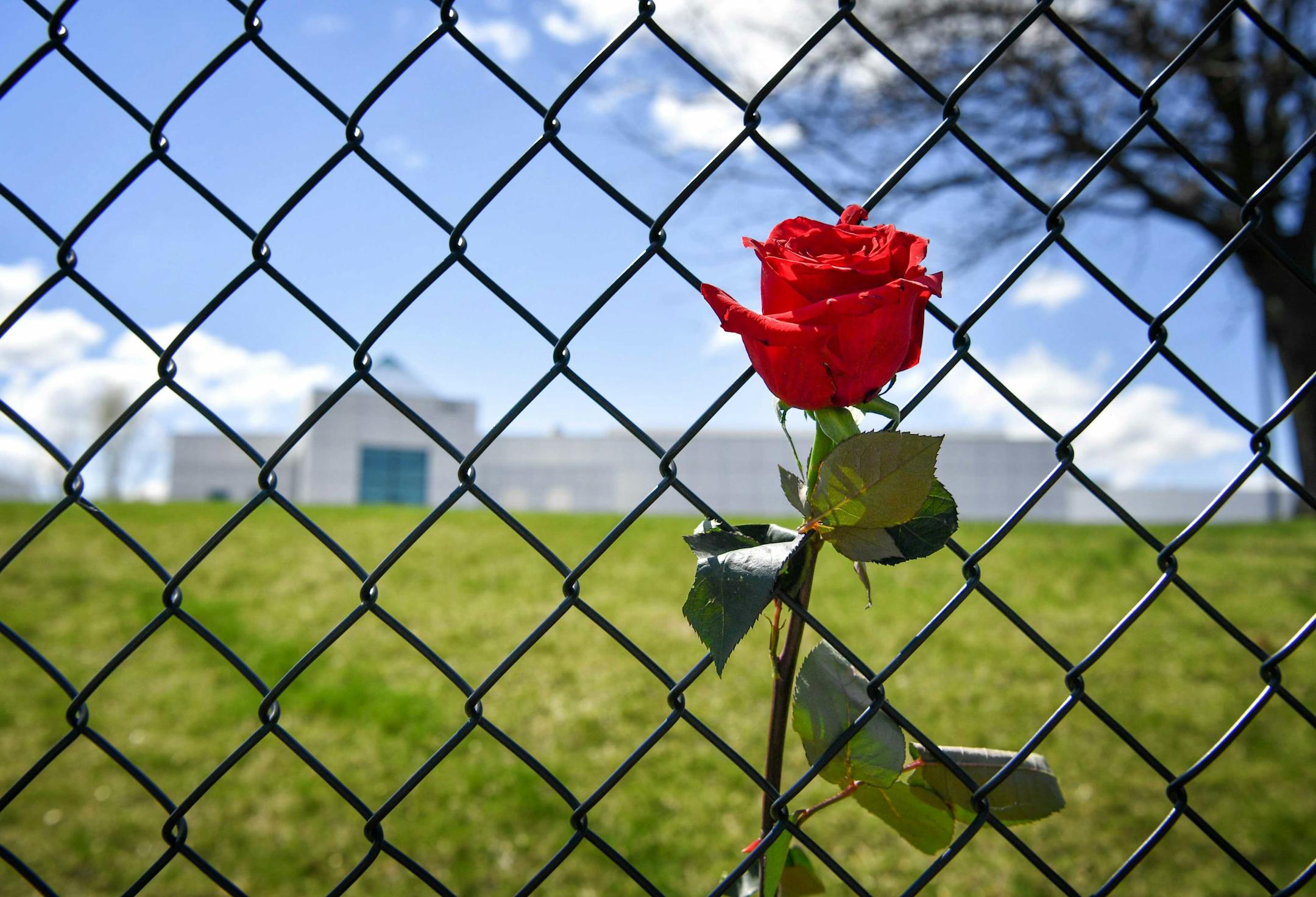 A red rose left on the fence outside Prince's Paisley Park on the first anniversary of his death. ] GLEN STUBBE • glen.stubbe@startribune.com Friday, April 21 2017 Fans came to Prince's Paisley Park on the first anniversary of his death.