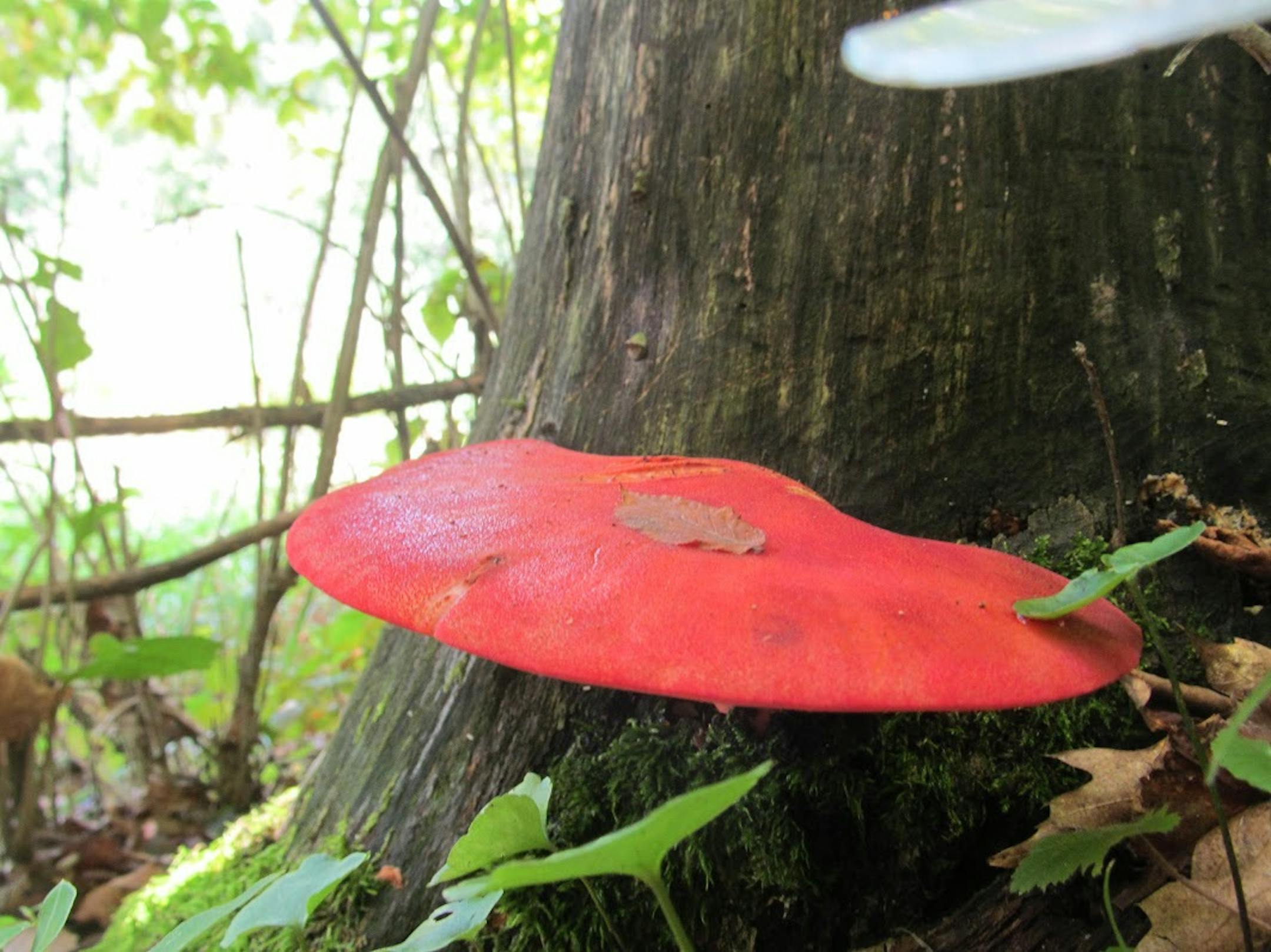 Fistulina hepatica, or beef steak fungus. Photo by Mike Kempenich
