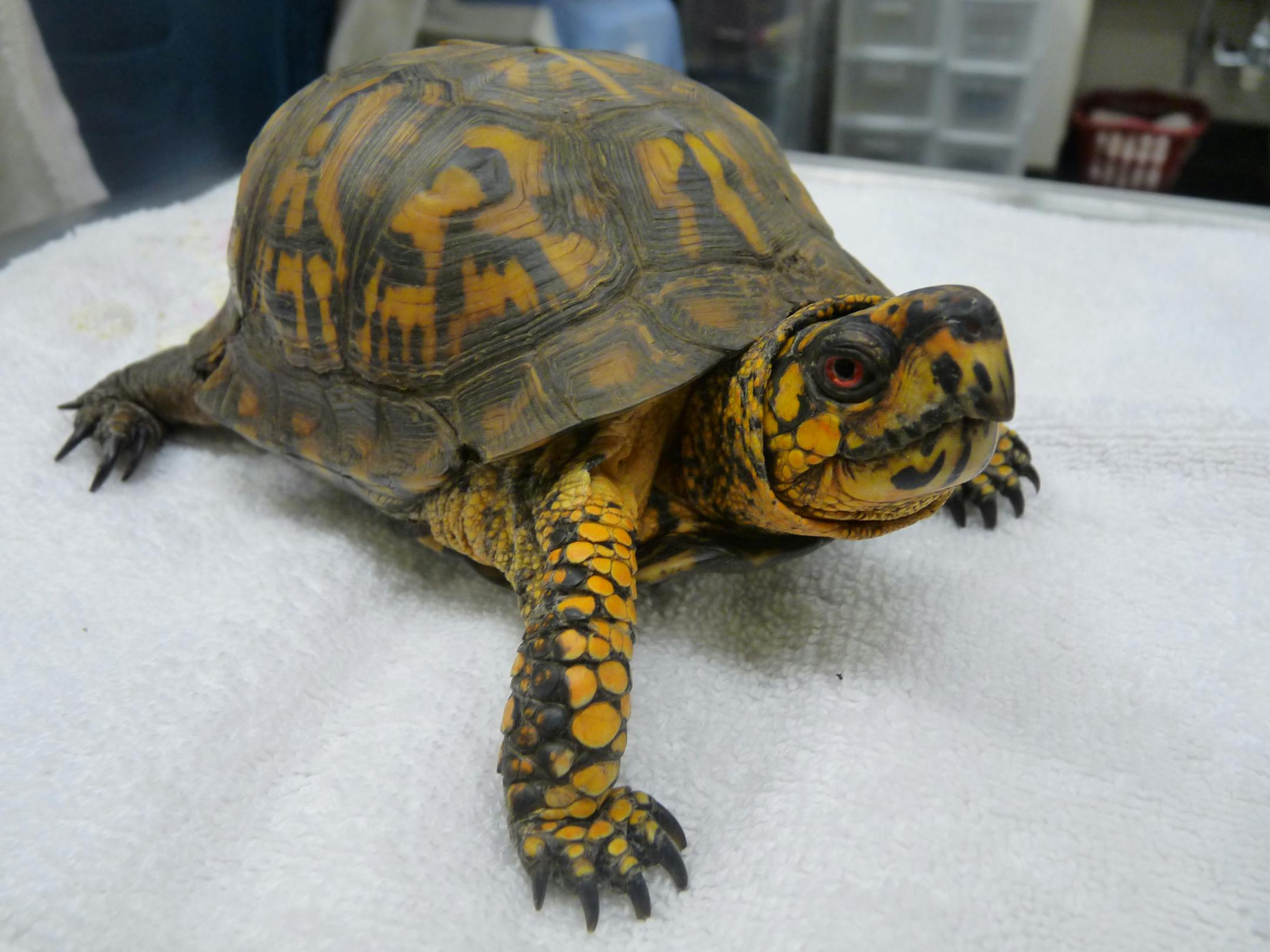 Tucker the turtle