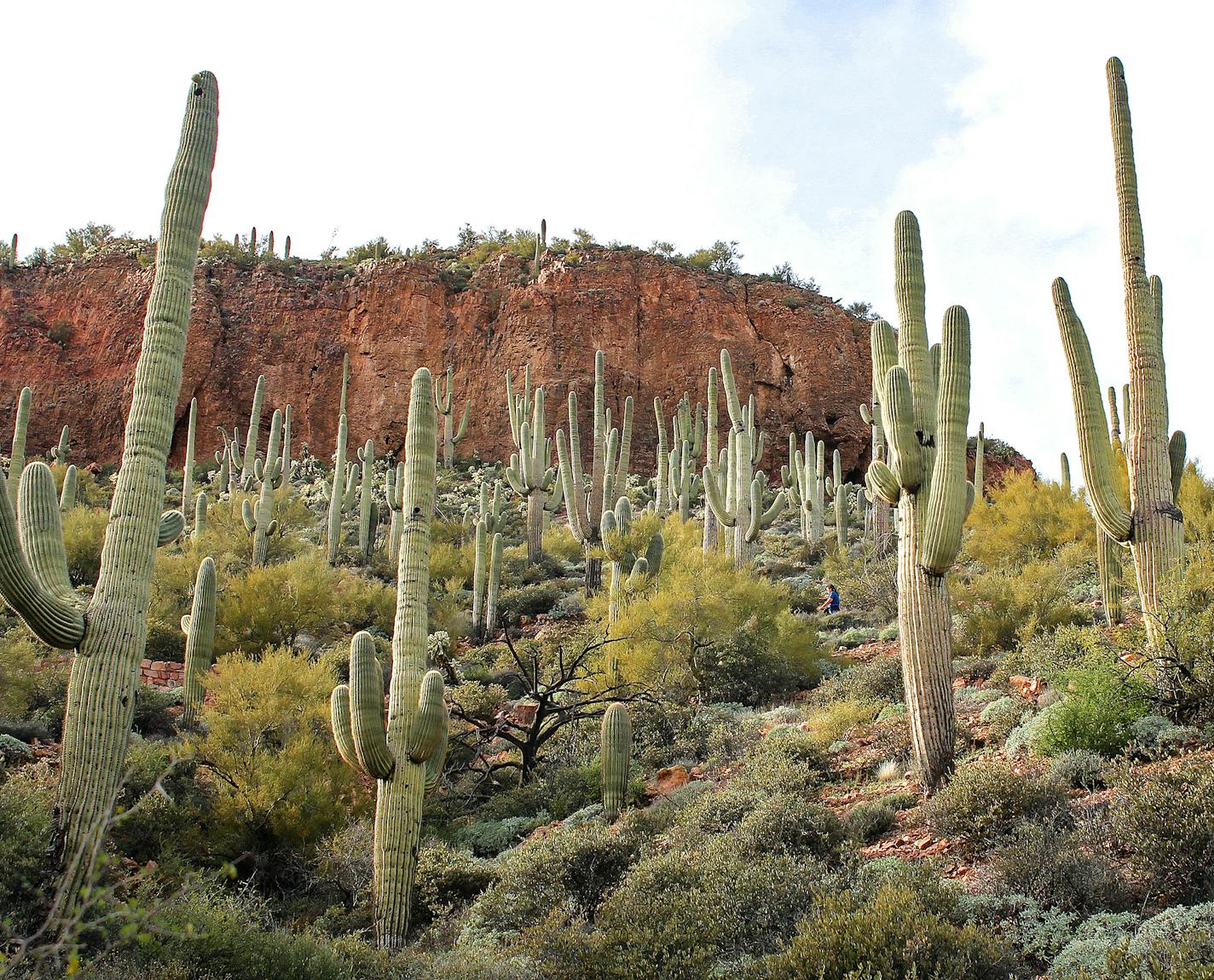 Saguaro cactus dot the hillside at Tonto National Monument.