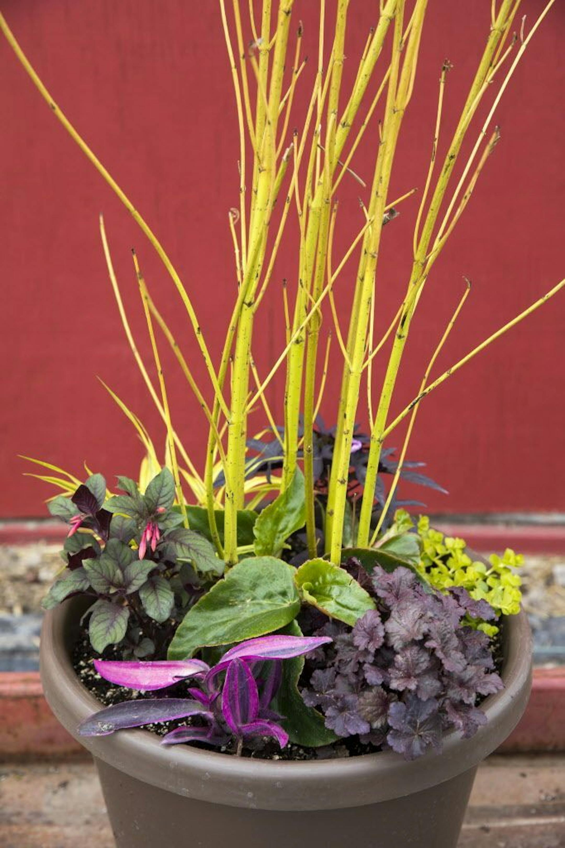 To give you fresh ideas for your container gardens, we turned to Heidi Heiland, owner of Heidi's GrowHaus in Corcoran. For the recipe for GOPHER MAROON AND GOLD, see story.