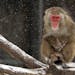 One of the Minnesota Zoo's snow monkeys sat in their aging enclosure Tuesday.