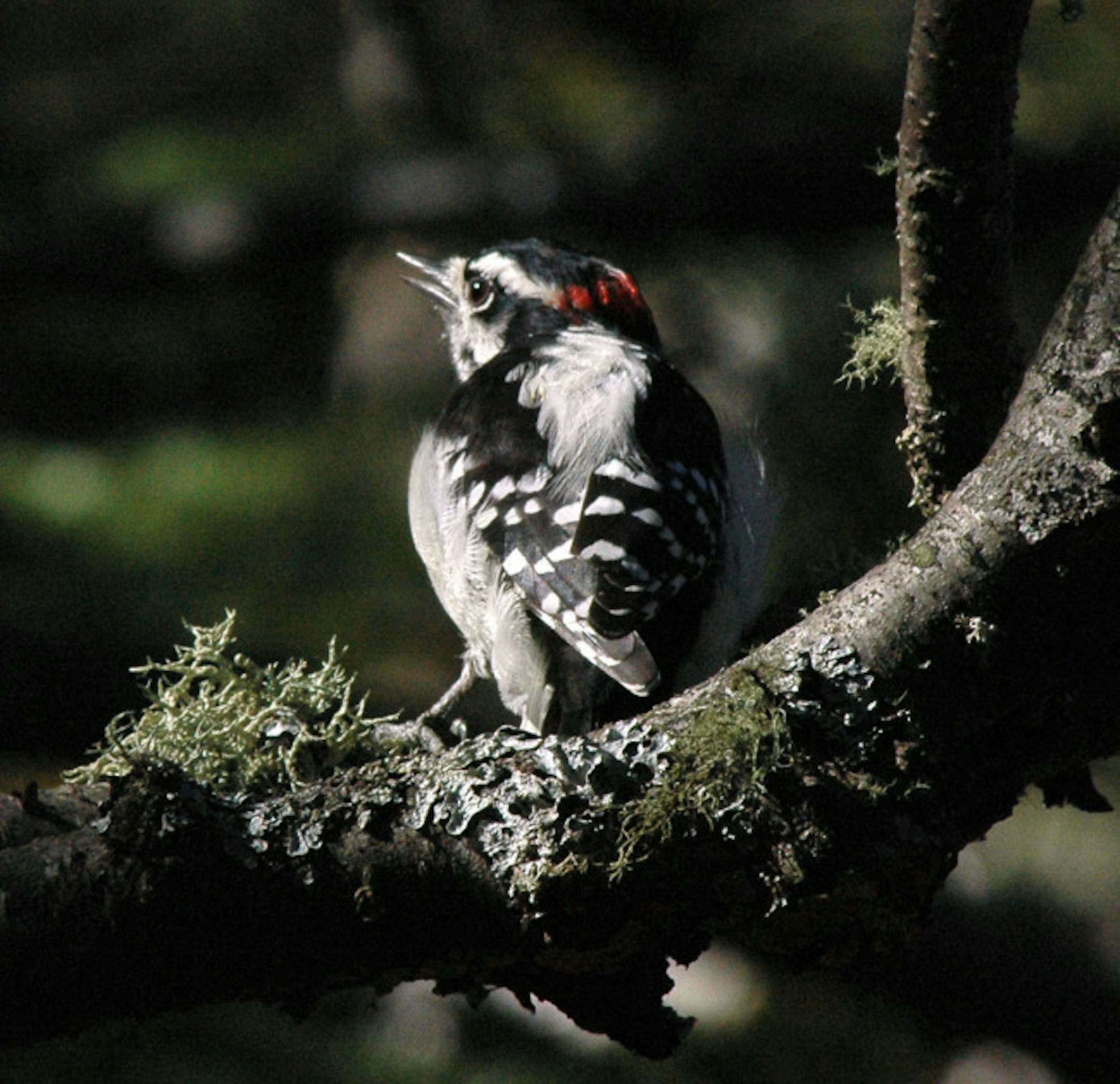 A sun-lit downy woodpecker