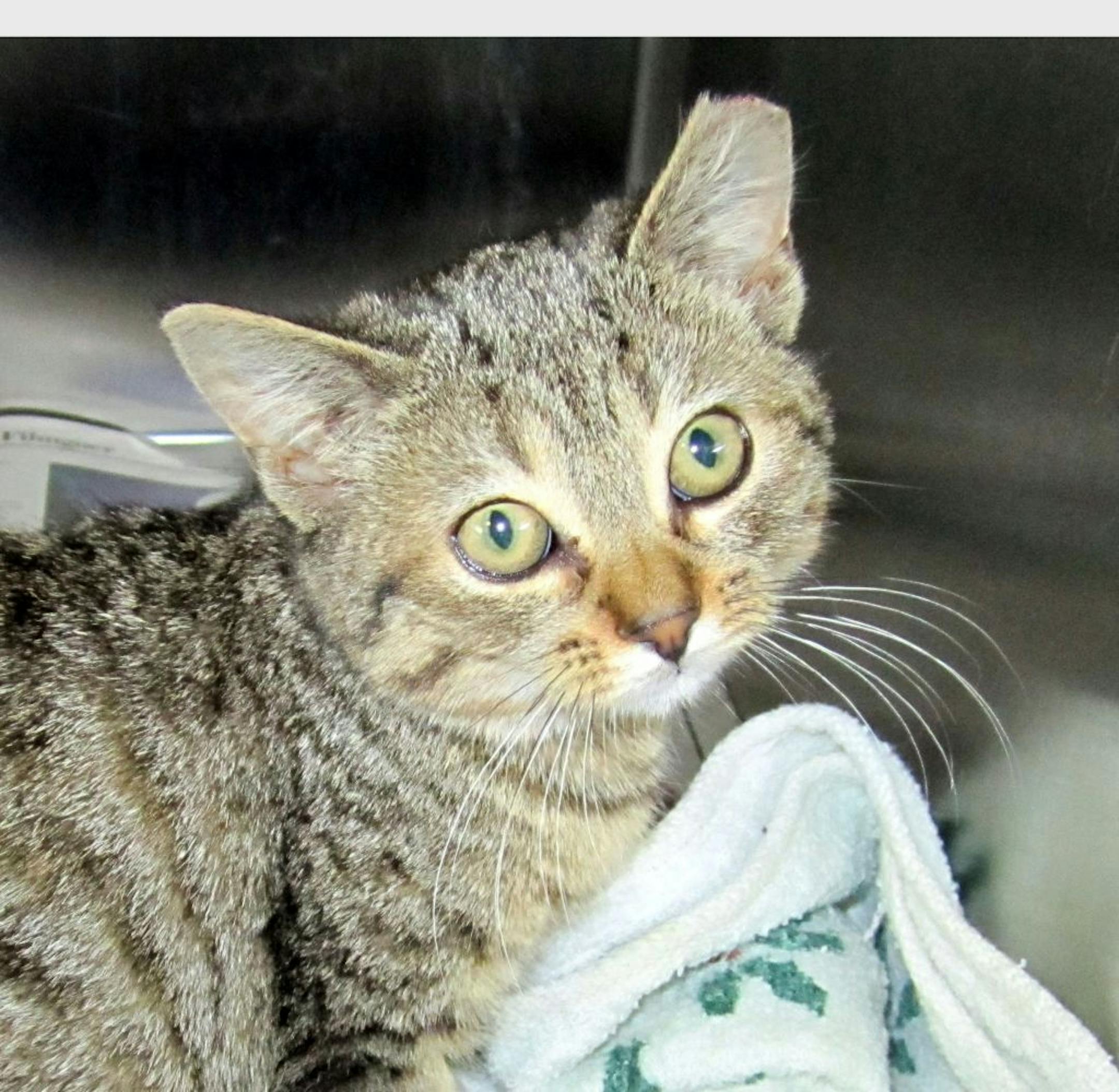 Feral kitten is ear-tipped to identify that she has been fixed in a trap-neuter-return program.