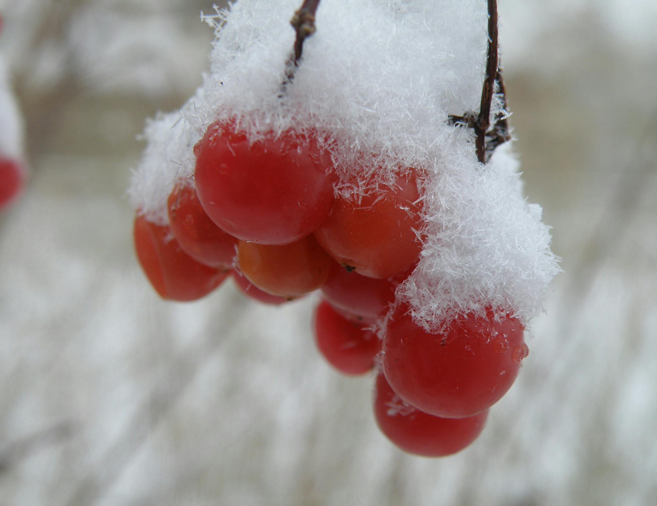Greg Anderson of Eagan capture berries from his wildlife-friendly garden. The Wentworth Vibernum berries are winter hardy, and not eaten by wildlife until a few freeze-thaw cycles make them more palatable. [focus012217