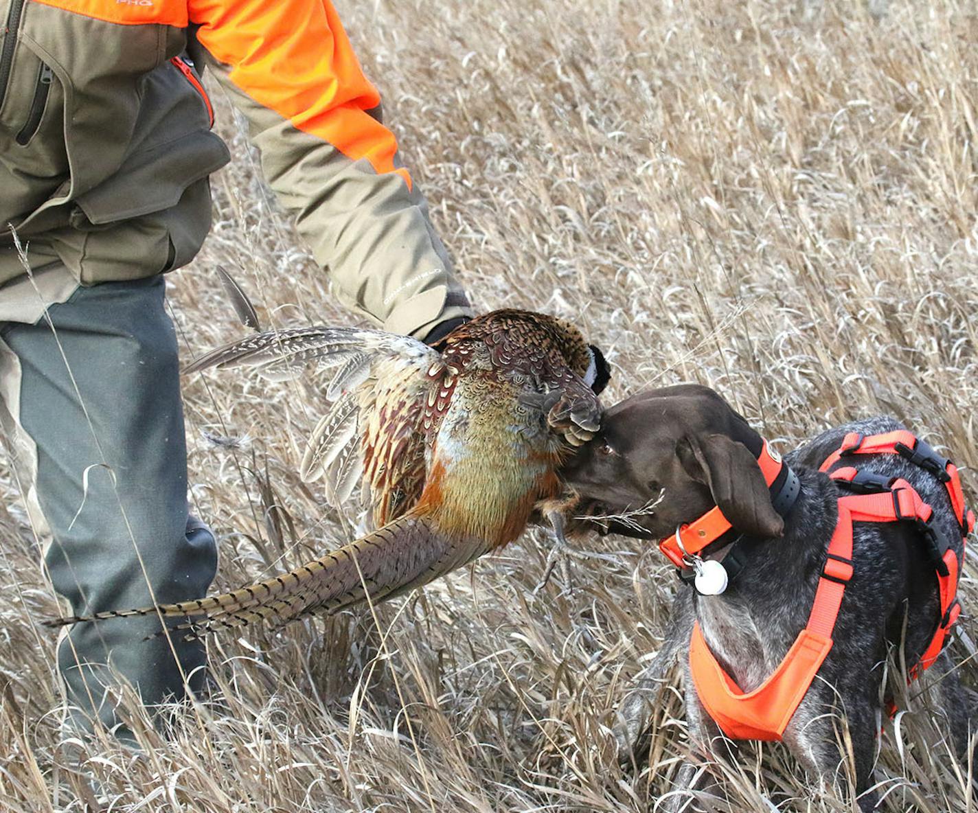 Jax, an 18-month-old german shorthair, retrieves a wild pheasant harvested late last week on private land west of Ipswich