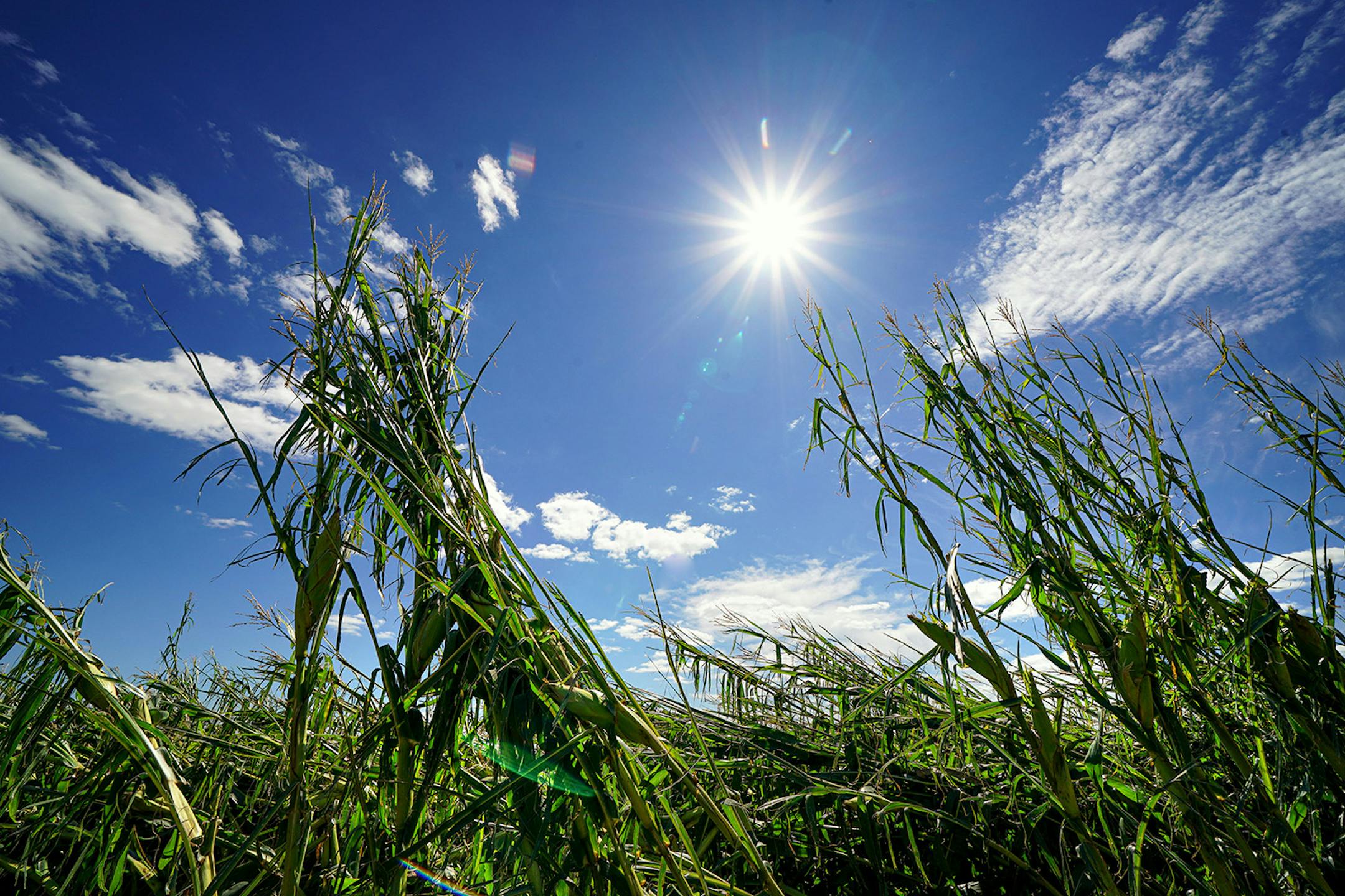 More than 40 percent of Iowa's corn crop was affected by last week's derecho with approximately 10 million acres flattened or shredded. These fields are near Keystone, Iowa.
