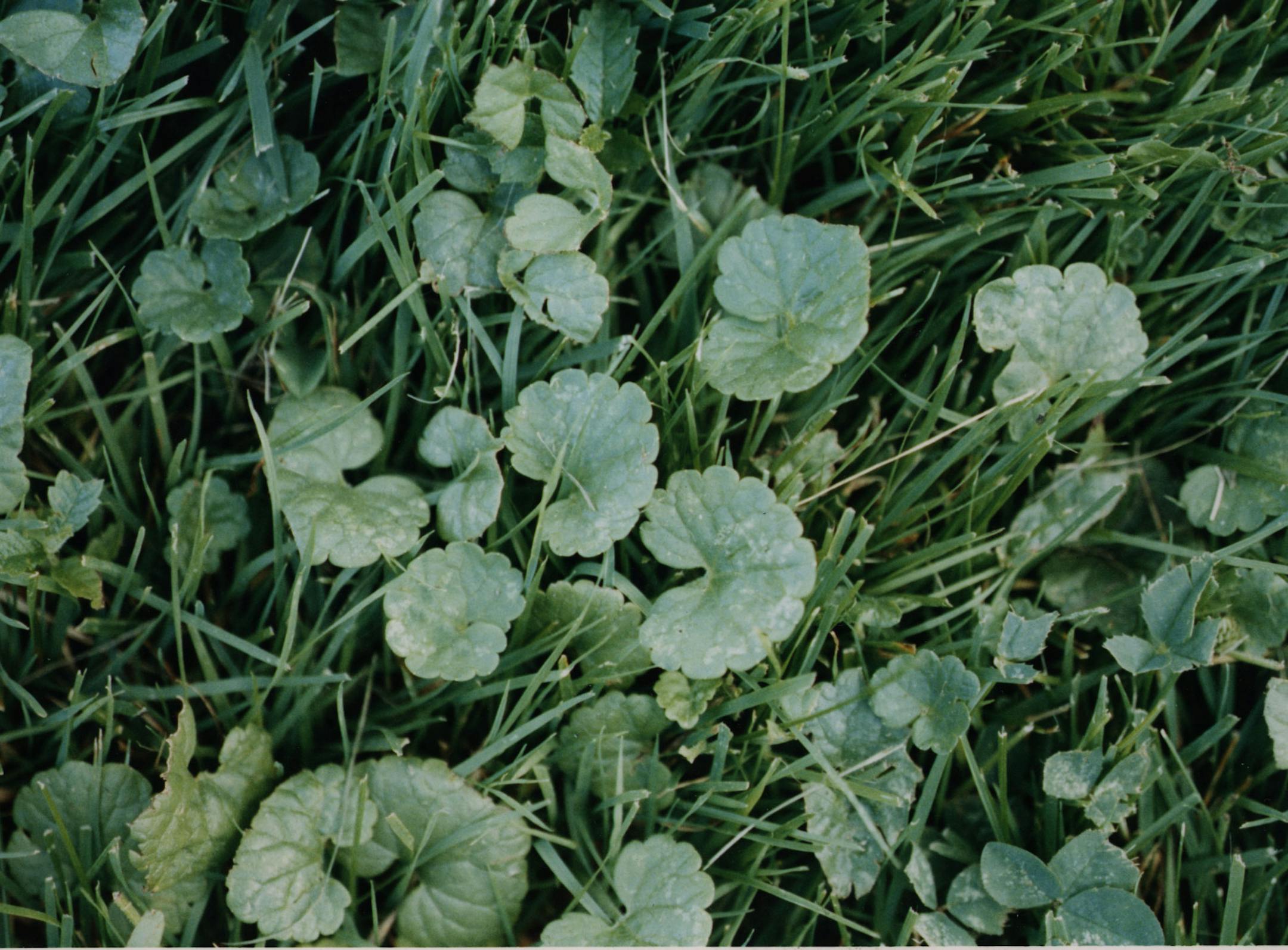 Creeping charlie. ORG XMIT: MIN2013082014212235