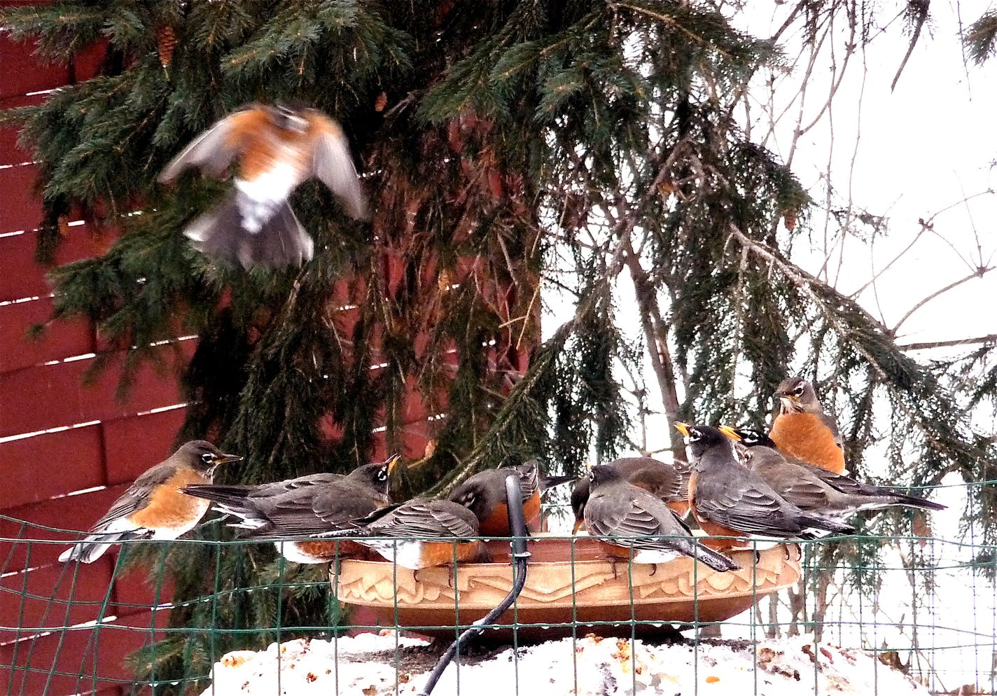 Ten robins perch on or hover near an birdbath with open water in winter. Snow surrounds the base of the birdbath until just below the rim.