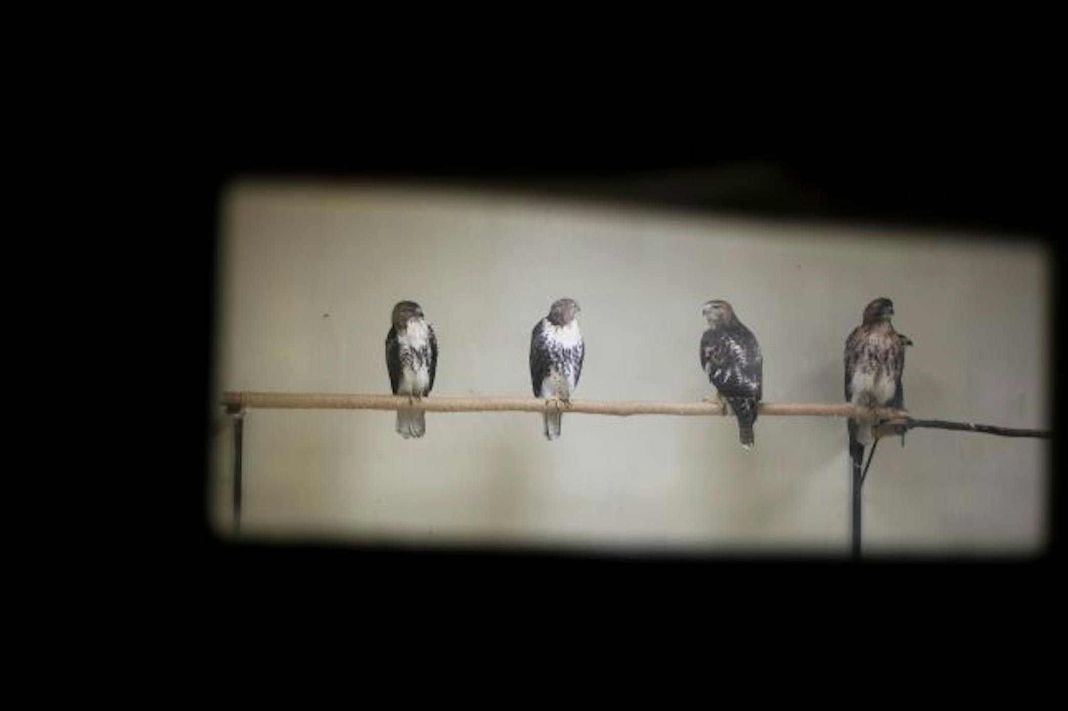 These birds are perched in a recovery room at the Raptor Center. Raptors that heal completely are returned to the wild.