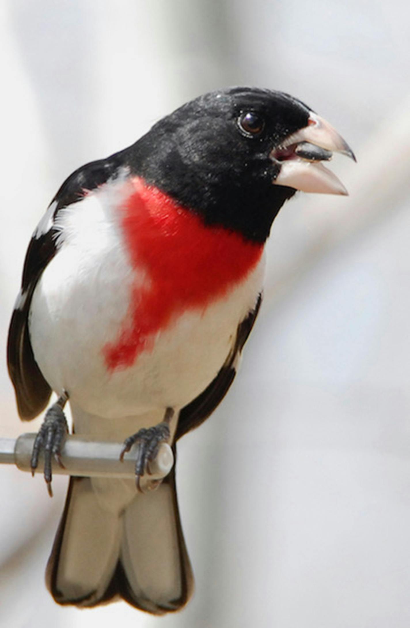 An adult rose-breasted grosbeak enjoys seeds at a bird feeder. Jim Williams photo