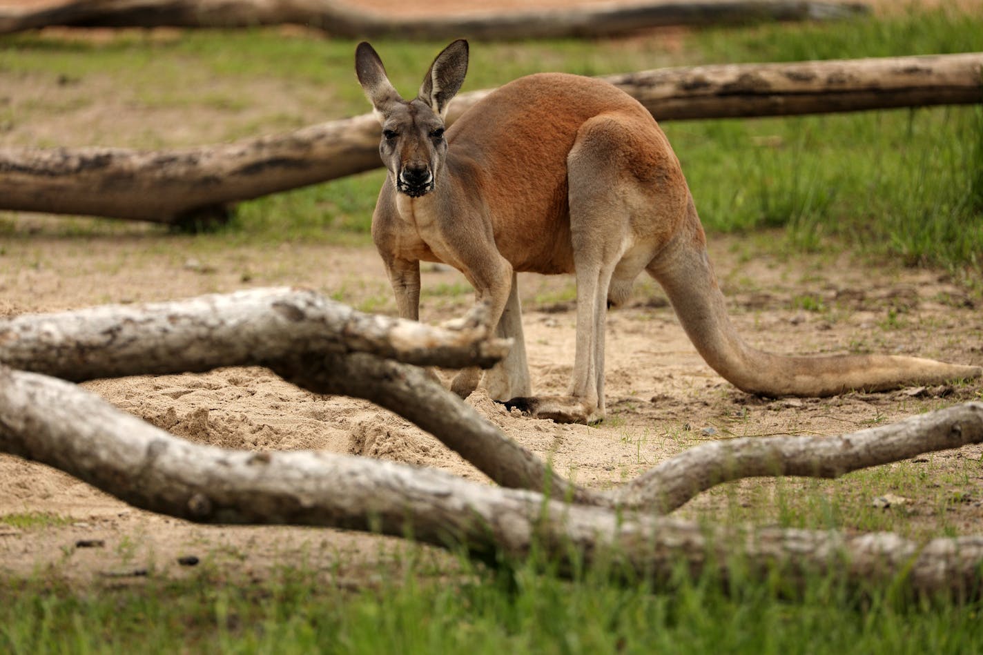 A red kangaroo roamed around it's enclosure Friday at the Minnesota Zoo's newest exhibit "Kangaroo Crossing." ] ANTHONY SOUFFLE &#xef; anthony.souffle@startribune.com The Minnesota Zoo held a media preview prior to the opening of its much-anticipated summer exhibit, "Kangaroo Crossing," which allows guests to walk through an Australian-themed display with no barriers between them and Kangaroos, Wallabies and more, Friday, May 26, 2017 in Apple Valley, Minn.