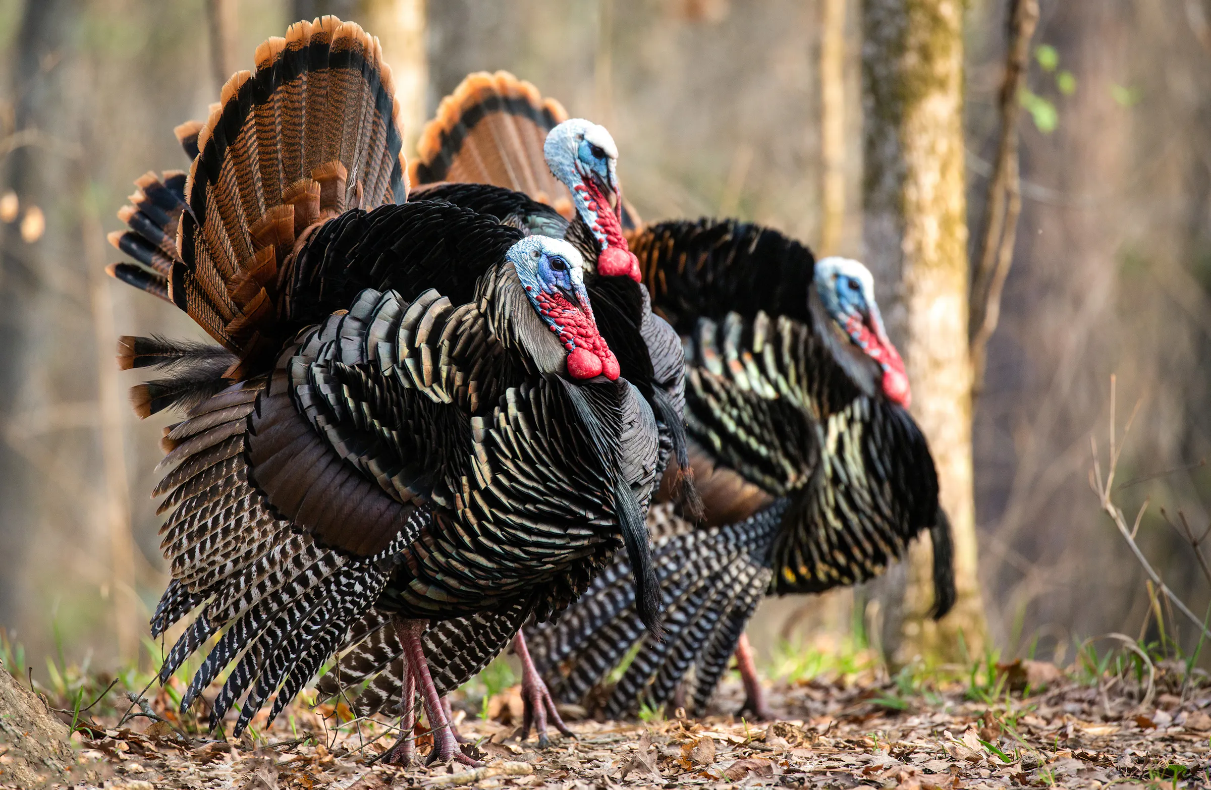Sage advice from a wild turkey master: Make the gobbler hunt for you