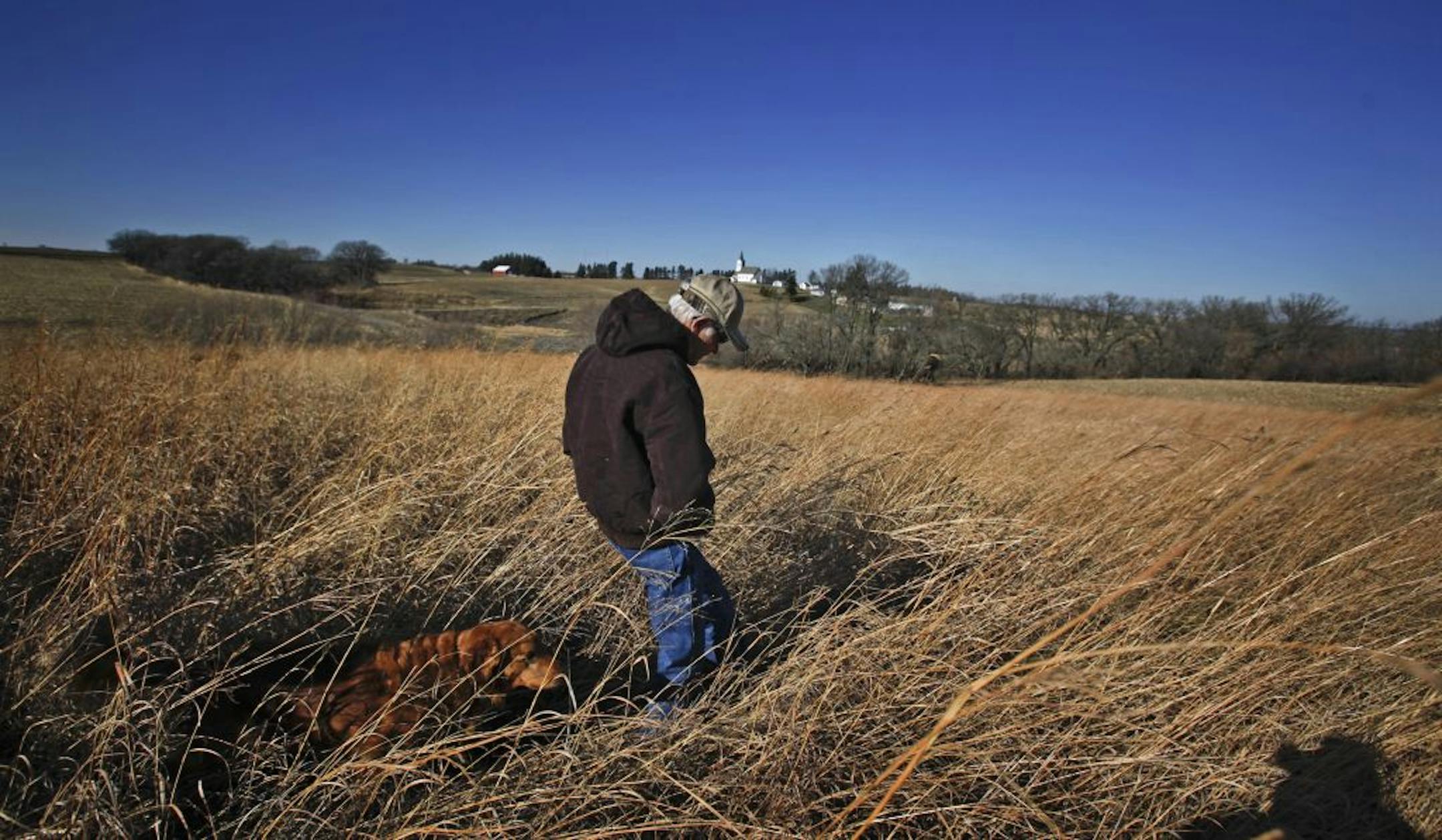 Farmer Larry Thomforde walked through a field of switchgrass on some of the 50 acres of land near Zumbrota that he's kept in prairie for 15 years thanks to the Conservation Reserve Program. But he's thinking of converting it to corn next year.