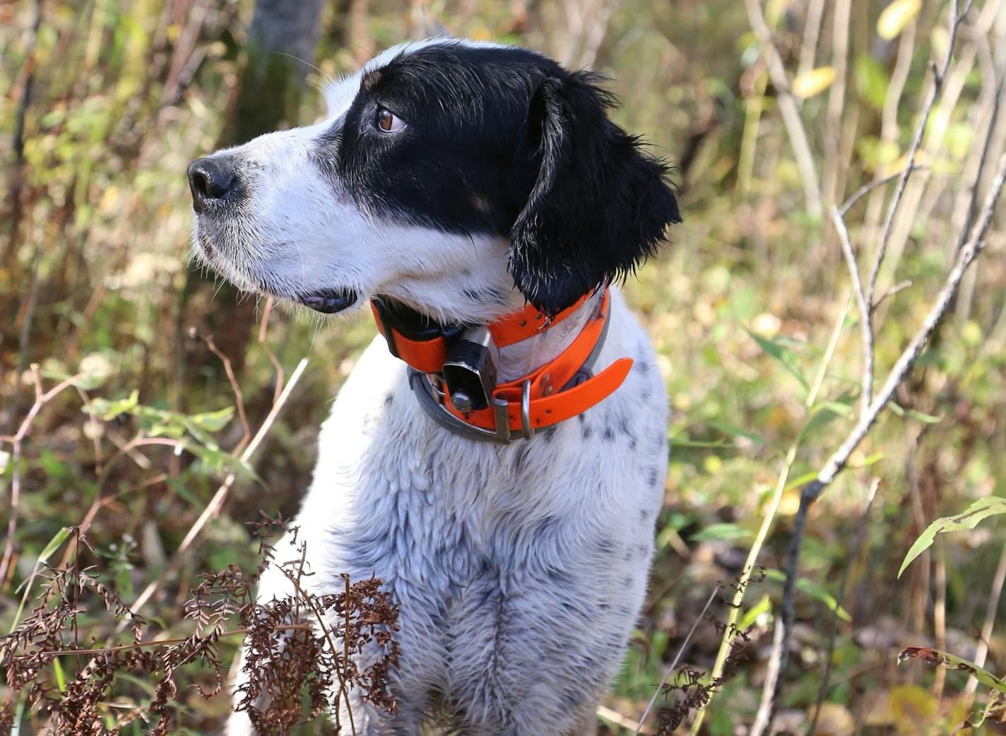 Shaq, a male English setter, stands staunchly in place &#x2014; on &#x201c;point&#x2019;&#x2019; &#x2014; after scenting a woodcock while hunting in Pine County.