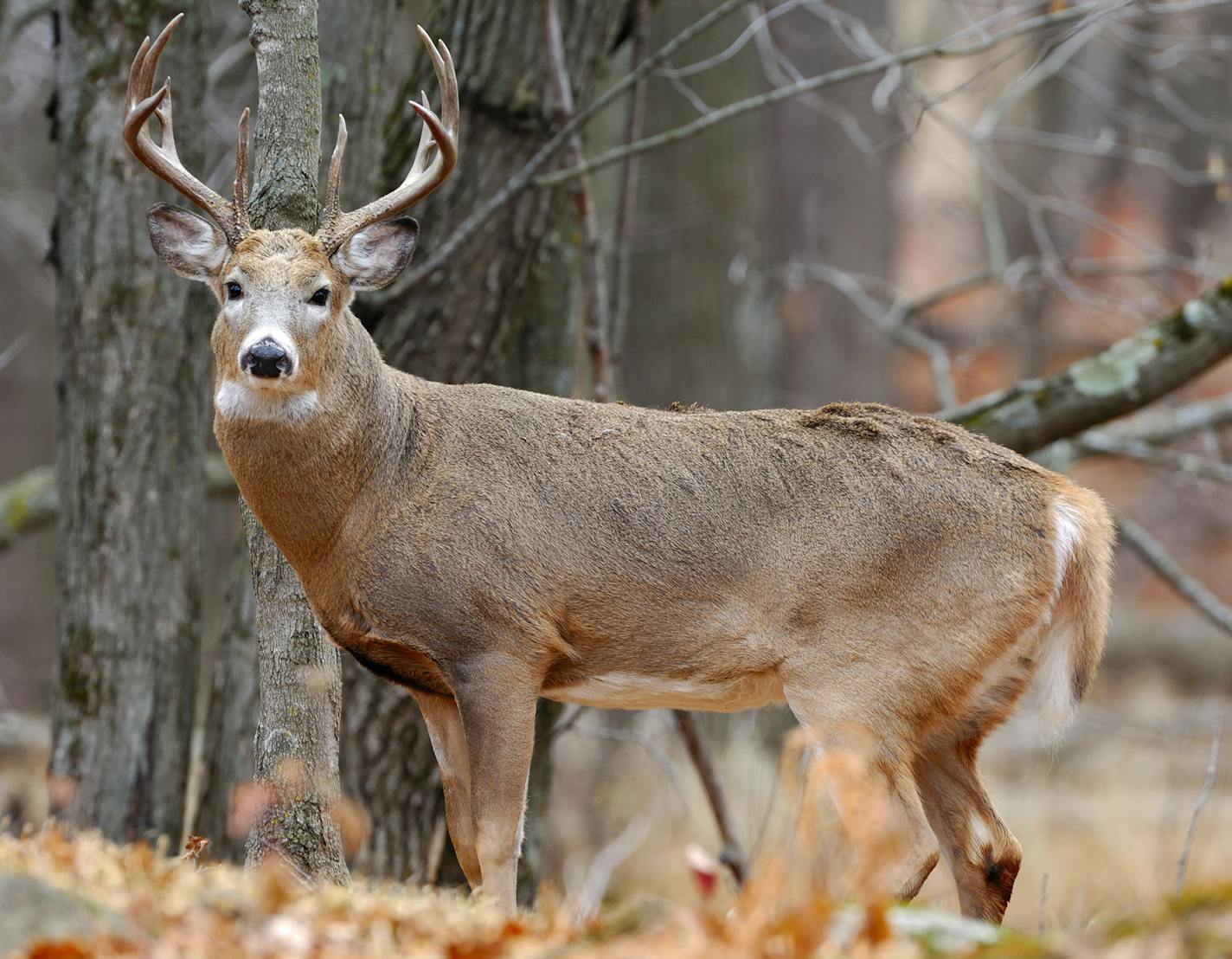 When the Minnesota firearms deer season opens Saturday morning, whitetails such as this one will incite "buck fever'' among hunters lucky enough to encounter them. The weather, with temperatures generally in the 40s, should be good.