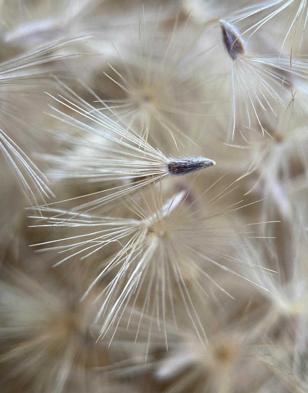 Golden aster seed