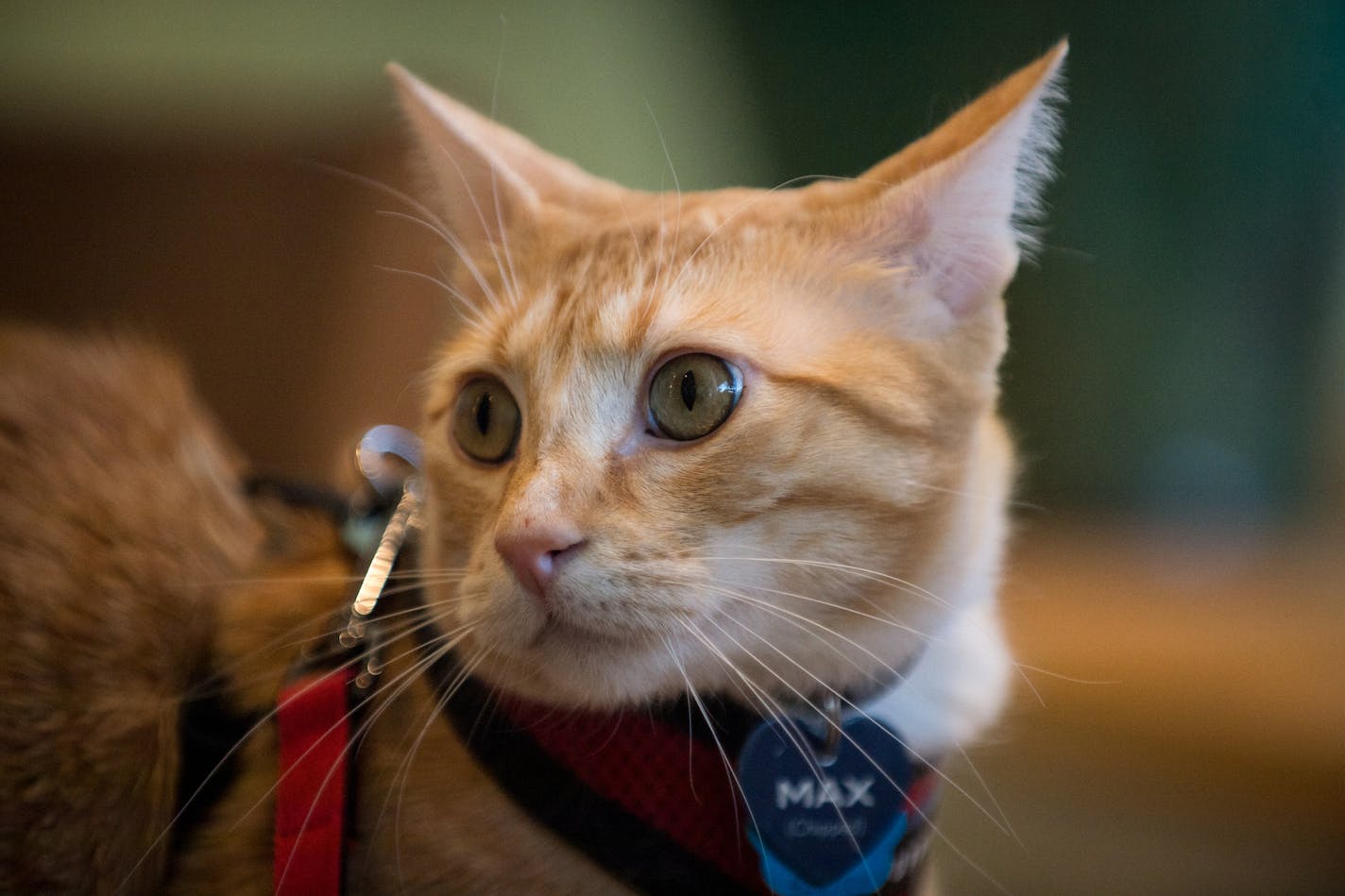 Max looked on as he explored Against the Current book store in St. Paul with his owner, Connie Lipton, Tuesday morning. ] AARON LAVINSKY • aaron.lavinsky@startribune.com Follow-up on Max the Macalester library cat, who has been only allowed out on a leash since he was banned from the library. Since his fame blew up, he's been visiting bookstores (supervised) in St. Paul. We photograph Max and his owner, Connie Lipton, at Against the Current used book store on Tuesday, Dec. 19, 2017 in St. Paul,