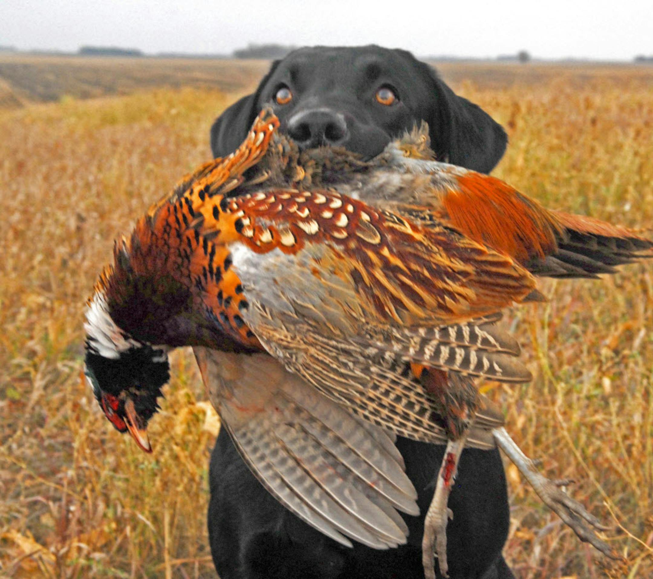 Pheasant numbers have been down in Minnesota and throughout the Upper Midwest in recent years due to habitat loss and cool, wet spring nesting conditions.