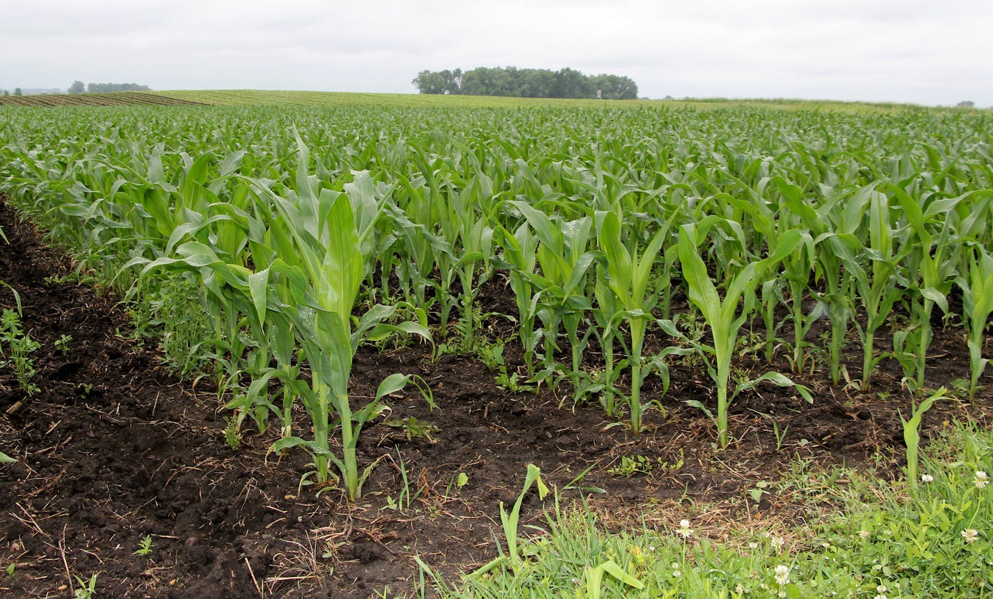 Organic corn - 2015 Each photo is appropriately labeled and includes what year the crop is from. Please credit: University of Minnesota Southwest Research & Outreach Center