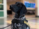 Zita, a three-year-old German shorthaired pointer, works at the Minneapolis-St. Paul International Airport for the Transportation Security Administrat