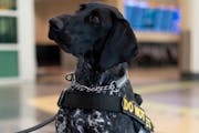 Zita, a three-year-old German shorthaired pointer, works at the Minneapolis-St. Paul International Airport for the Transportation Security Administrat