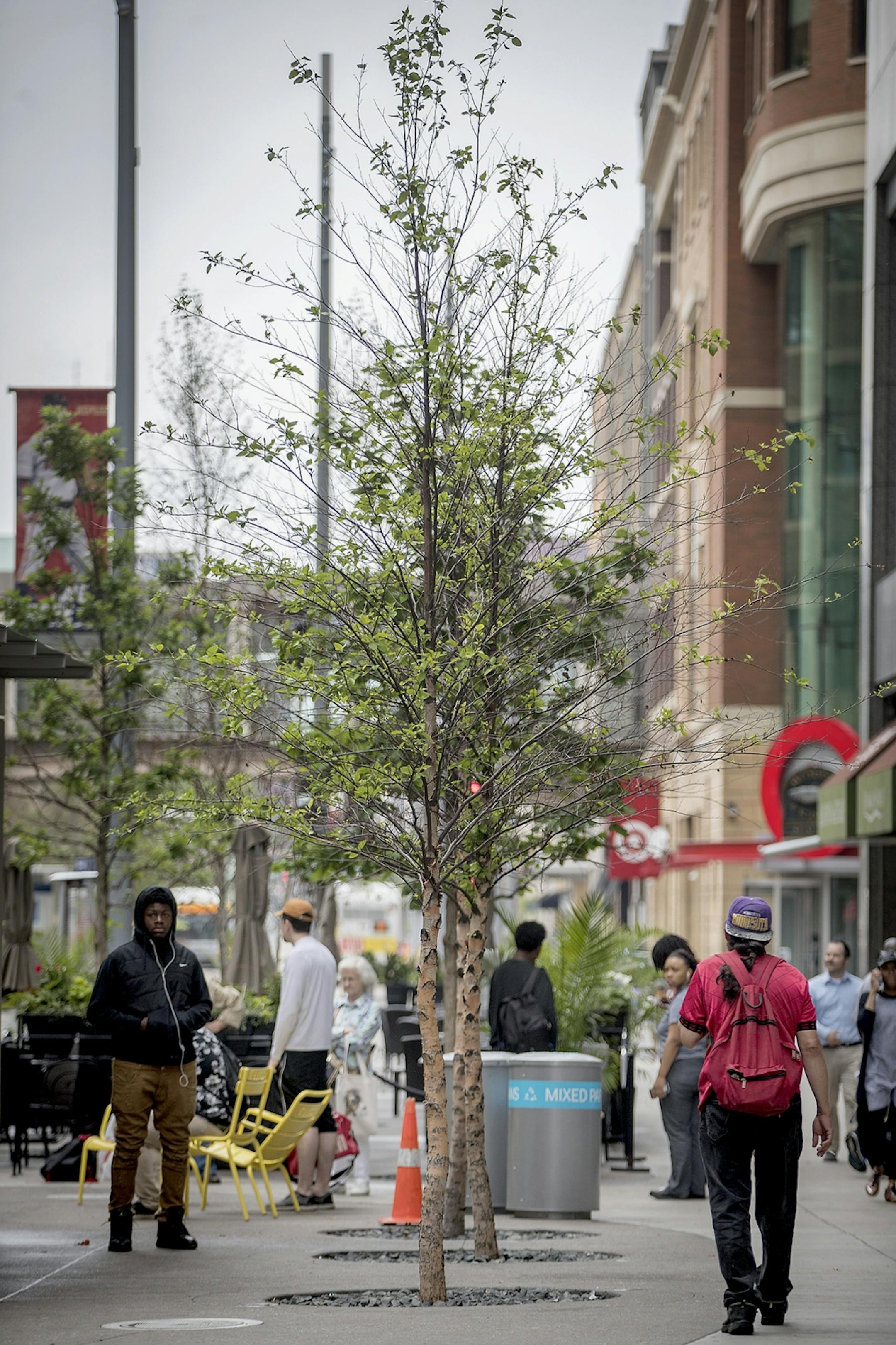 Pedestrians made their way along Nicollet Mall where the trees on the newly redesigned area are dying en masse, Wednesday, June 6, 2018 in Minneapolis, MN. The city may have to replant them because they're dying so quickly.