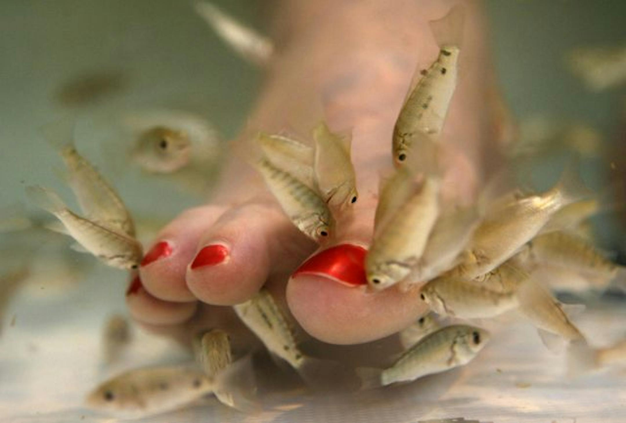 A type of carp called garra rufa, or doctor fish, nibble on toes during a fish pedicure treatment.