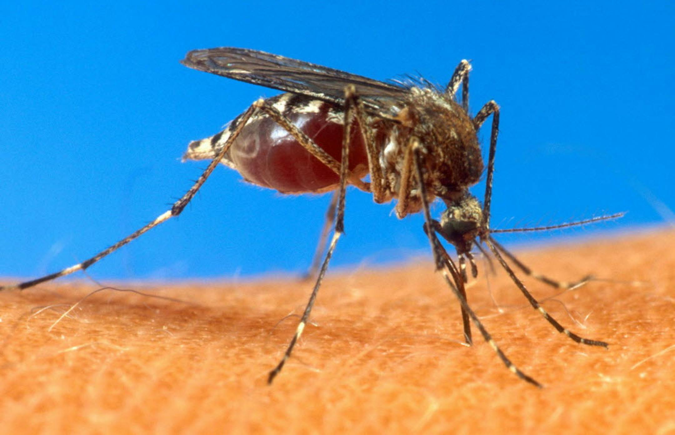Mosquitoes are at their worst after a late spring.