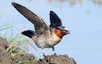 Cliff swallows use hundreds of dabs of mud to build their gourd-like nests. Without a cliff, the birds attach nests to walls of barns or other buildin