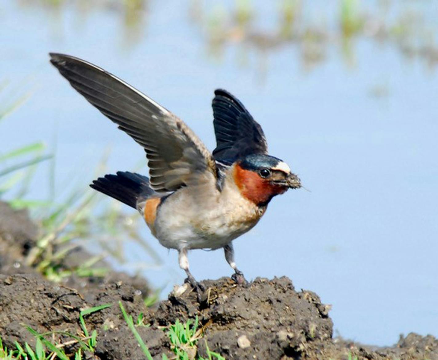 Cliff swallows use hundreds of dabs of mud to build their gourd-like nests. Without a cliff, the birds attach nests to walls of barns or other buildings with protective eaves. photo by Jim Williams