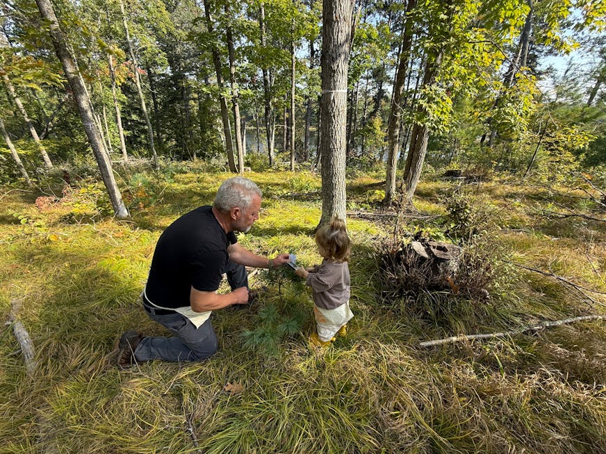 John Rajala and granddaughter Hallie, 2, bud-cap a white pine seedling in October.