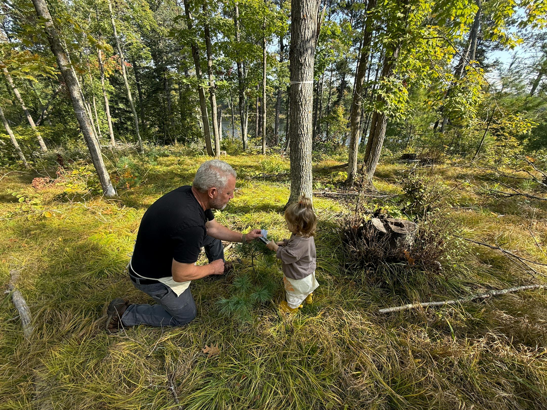 John Rajala and granddaughter Hallie, 2, bud-cap a white pine seedling in October.