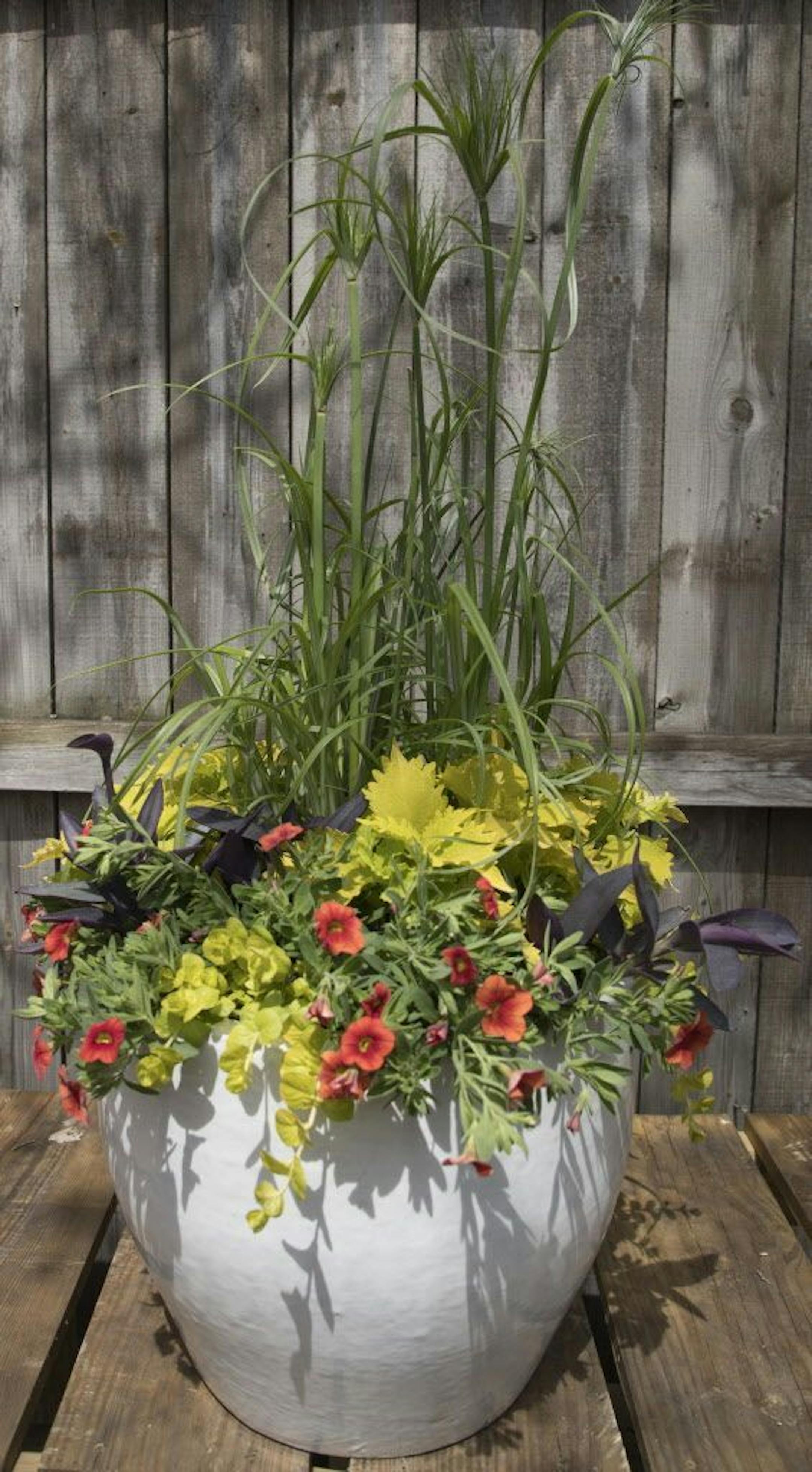 To give you fresh ideas for your container gardens, we turned to Dean Engelmann, co-owner of Tangletown Gardens in South Minneapolis. For the recipe for KING TUT'S BLOOM, see story.