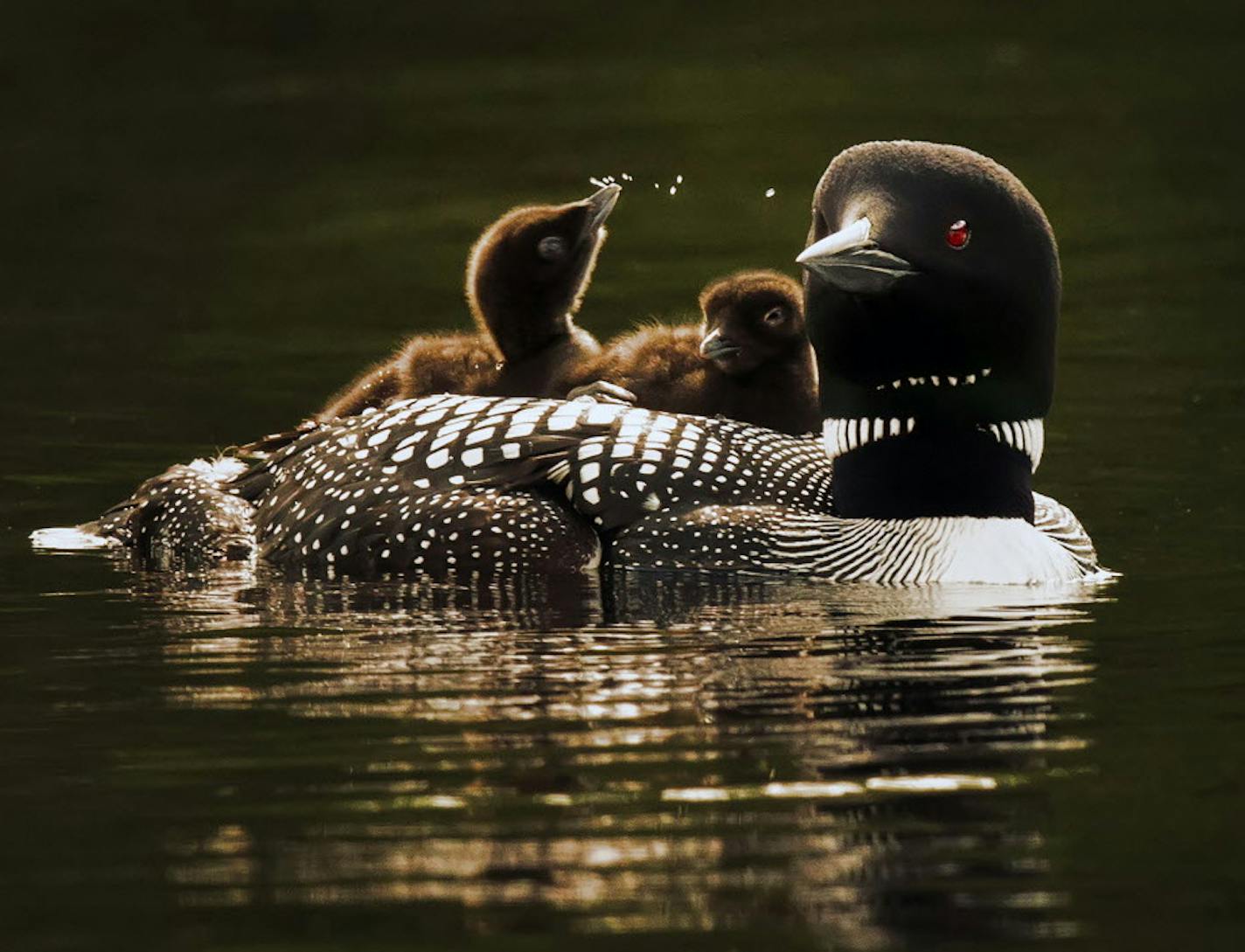 A mother loon and her two babies, cruised the waters of Lake Elora in St. Louis County shortly after they hatched and left their nest. Many loons in Northern Minnesota abandoned their nests earlier in the spring because of swarming black flies, and had to re-nest. This late hatch will result in a race with the clock to mature enough to fly south starting in early October. ] BRIAN PETERSON &#xef; brian.peterson@startribune.com Cotton, MN 07/07/2014 ORG XMIT: MIN1407071202531297 ORG XMIT: MIN15040