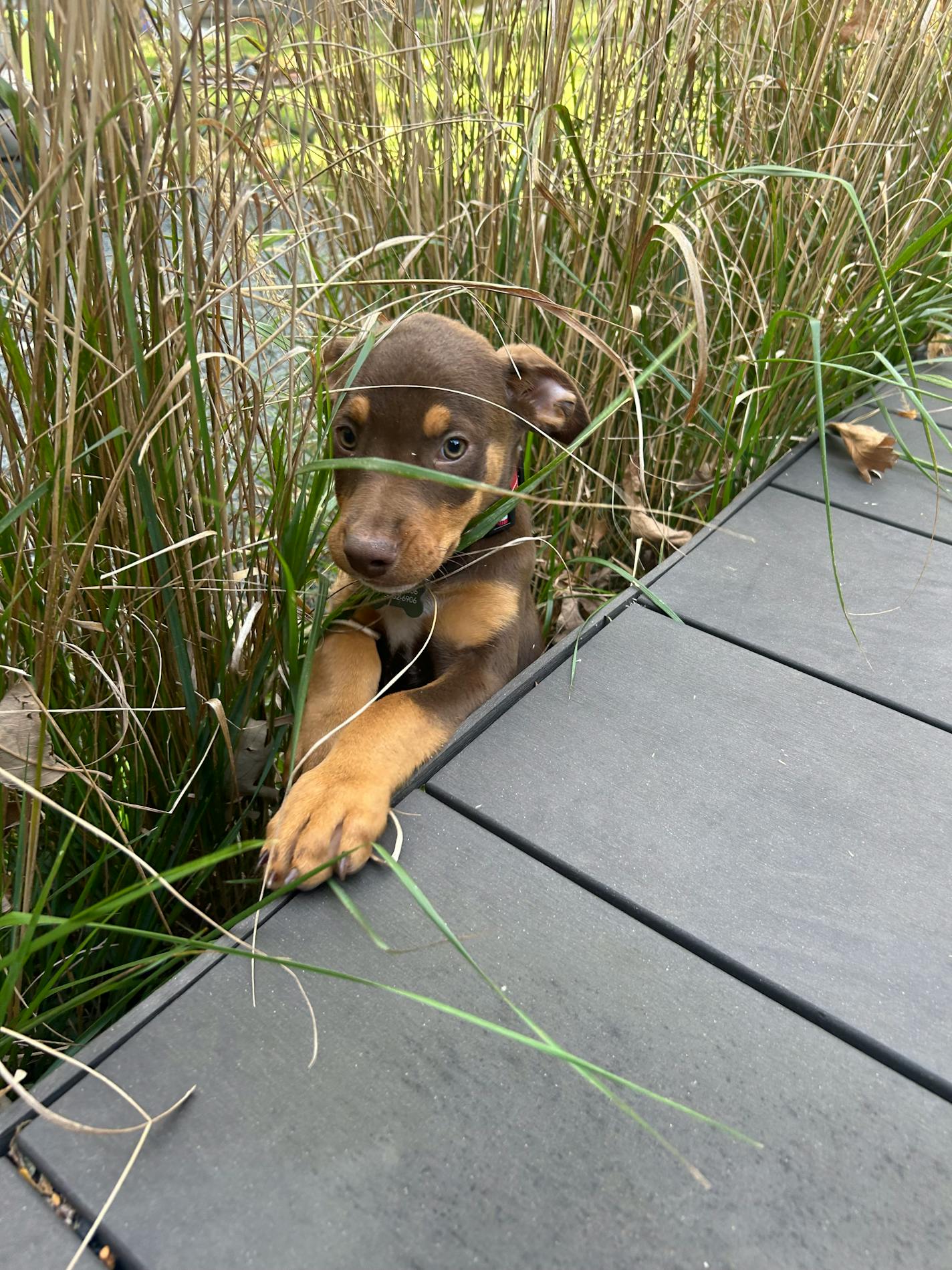 A small brown puppy peers from behind long blades of grass on a backyard deck.