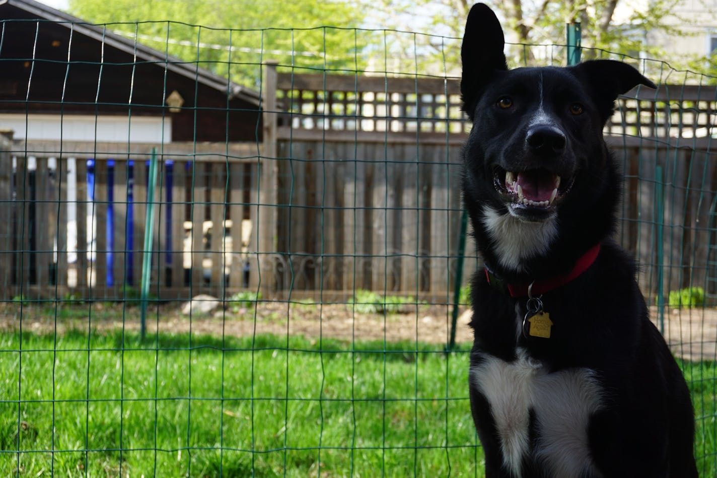 Angus is eager for us to take down the fencing and let him at the new grass. Photo by Doug Iverson, Star Tribune.