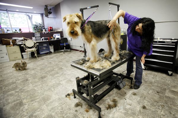 Dingoes for Dreadlocks owner Lisa Rojas will save Ted's clippings. Next up: Spike, at left.