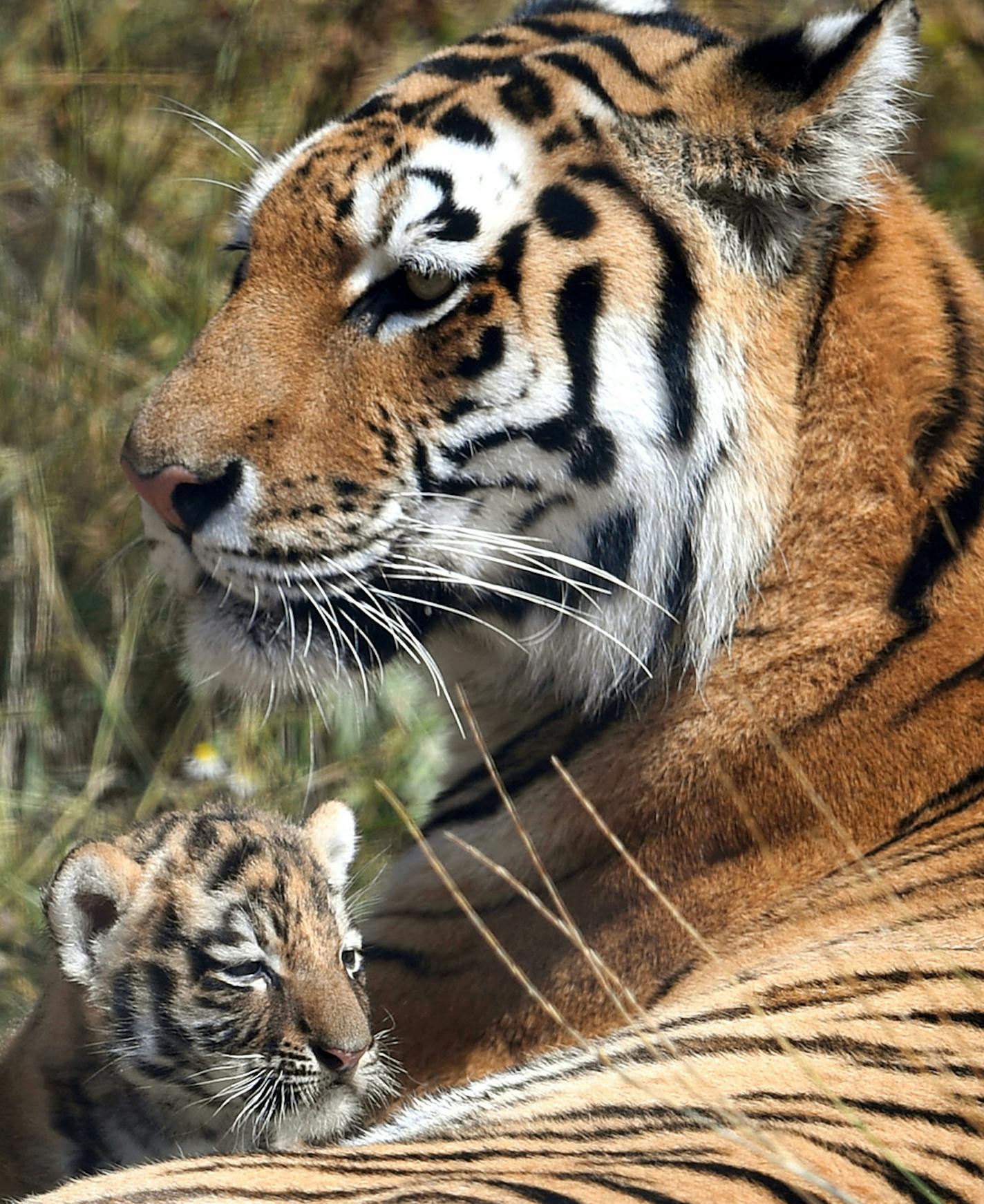 Endangered Amur tiger with one of her month-old cubs at ZSL Whipsnade Zoo in Bedfordshire, England, on July 28, 2018. (Joe Giddens/PA Wire/Abaca Press/TNS)