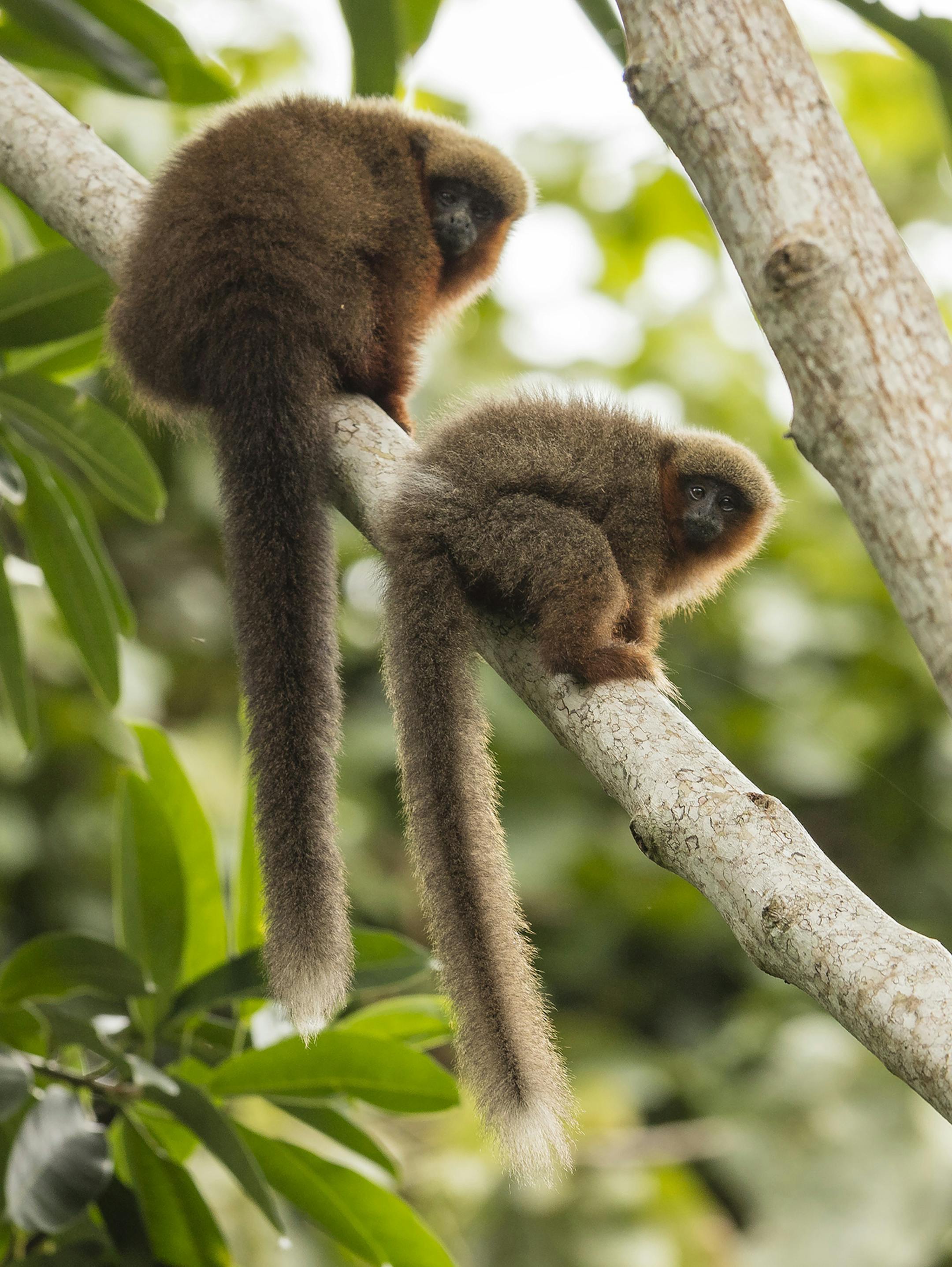 A photo provided by the Wildlife Conservation Society of Madidi titi monkeys. In June 2015, a team of scientists at Madidi National Park in Bolivia documented 8,524 different species in the park. (Rob Wallace/Wildlife Conservation Society via The New York Times) -- NO SALES; FOR EDITORIAL USE ONLY WITH NYT STORY SCI WATCH BY JAMES GORMAN OF MAY 29, 2018. ALL OTHER USE PROHIBITED. --