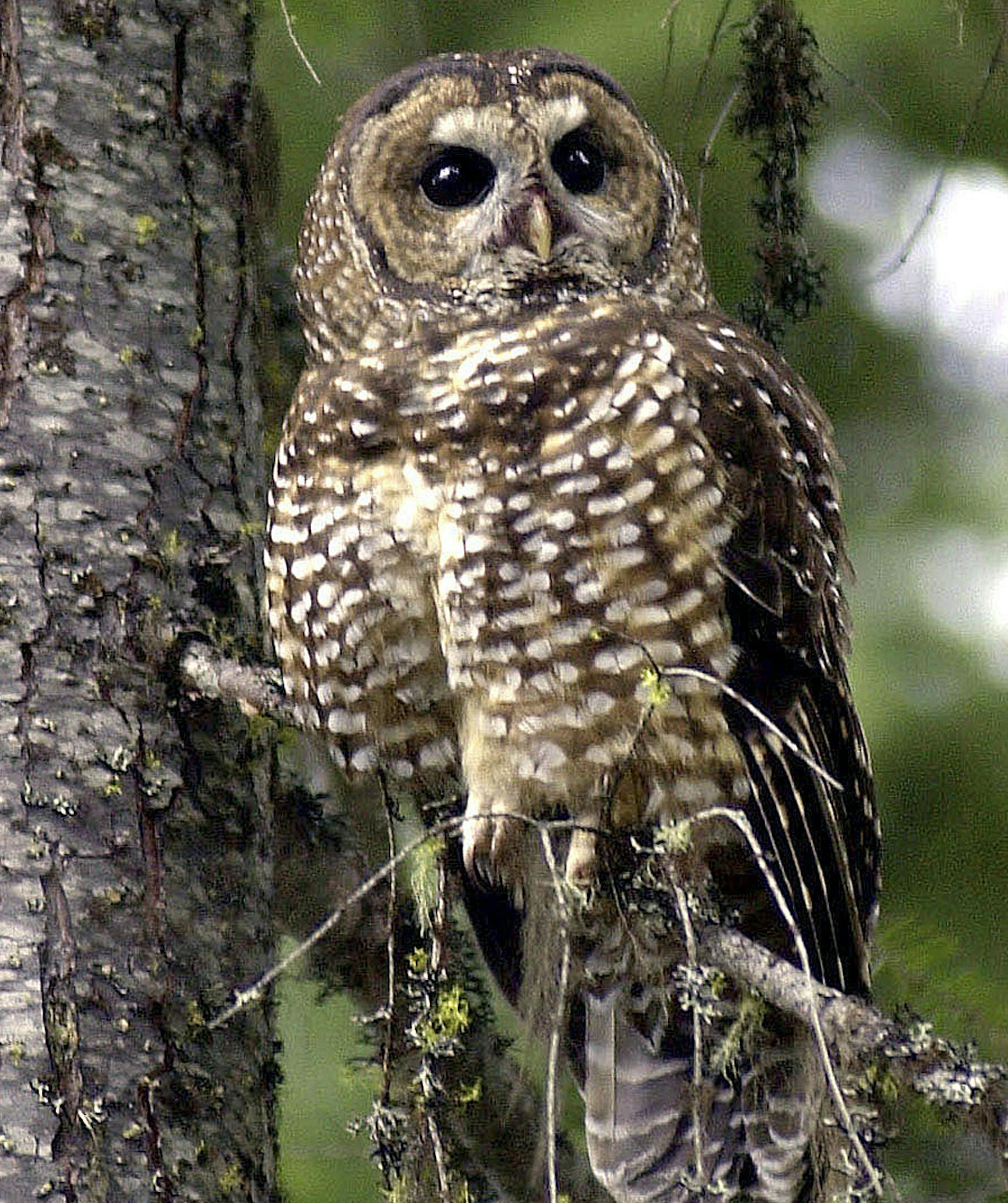 FILE - In this May 8, 2003, file photo, a northern spotted owl sits on a tree in the Deschutes National Forest near Camp Sherman, Ore. In forty years, the U.S. government has spent billions of dollars trying to save some 1,500 species deemed endangered. House Republicans say that's translated into just 2 percent of protected species being recovered, and they want to overhaul the Endangered Species Act. Environmentalists and many Democrats credit the act with saving species from extinction. (AP P
