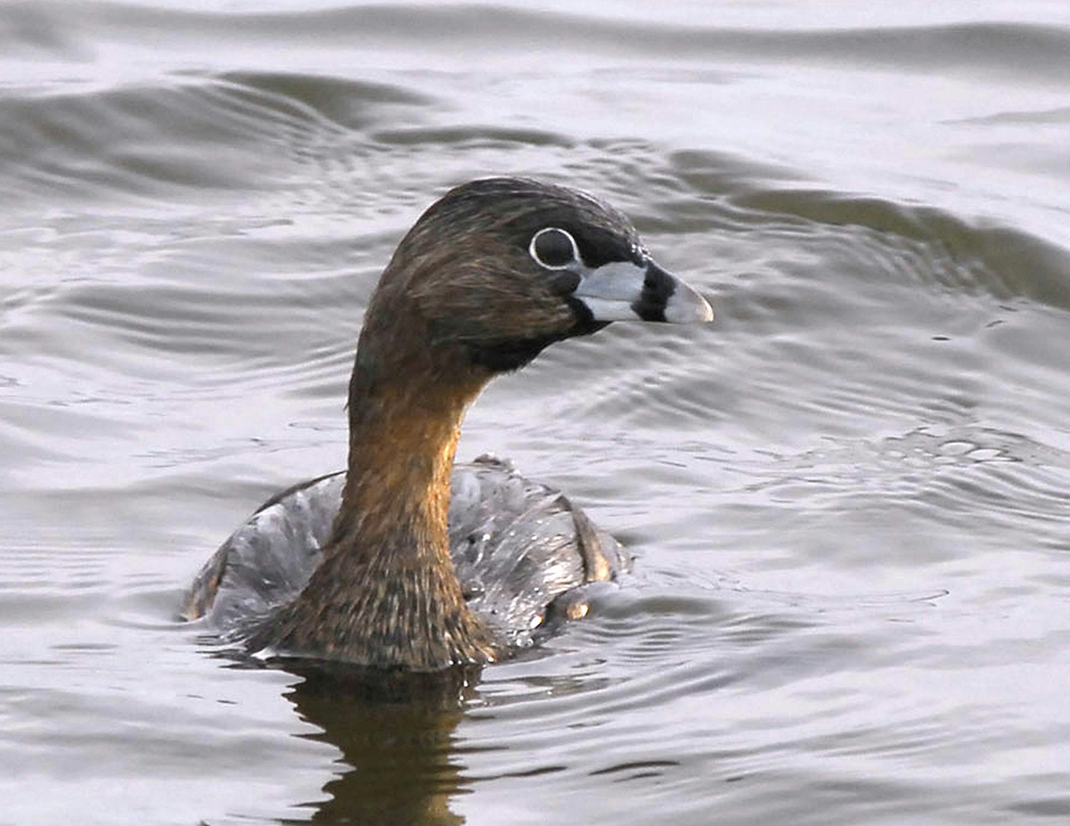Pied-bill grebe where it belongs, on water.