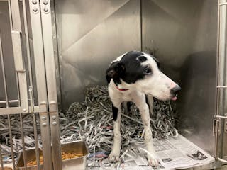 A black and white spotted dog stands amid bedding of shredded newspaper in a metal kennel at the Animal Humane Society in Golden Valley.