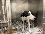 A black and white spotted dog stands amid bedding of shredded newspaper in a metal kennel at the Animal Humane Society in Golden Valley.