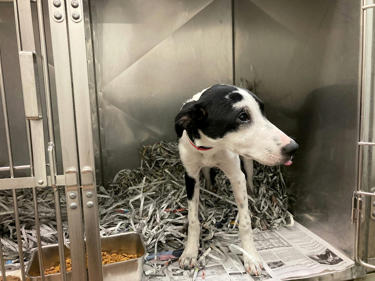 A black and white spotted dog stands amid bedding of shredded newspaper in a metal kennel at the Animal Humane Society in Golden Valley.