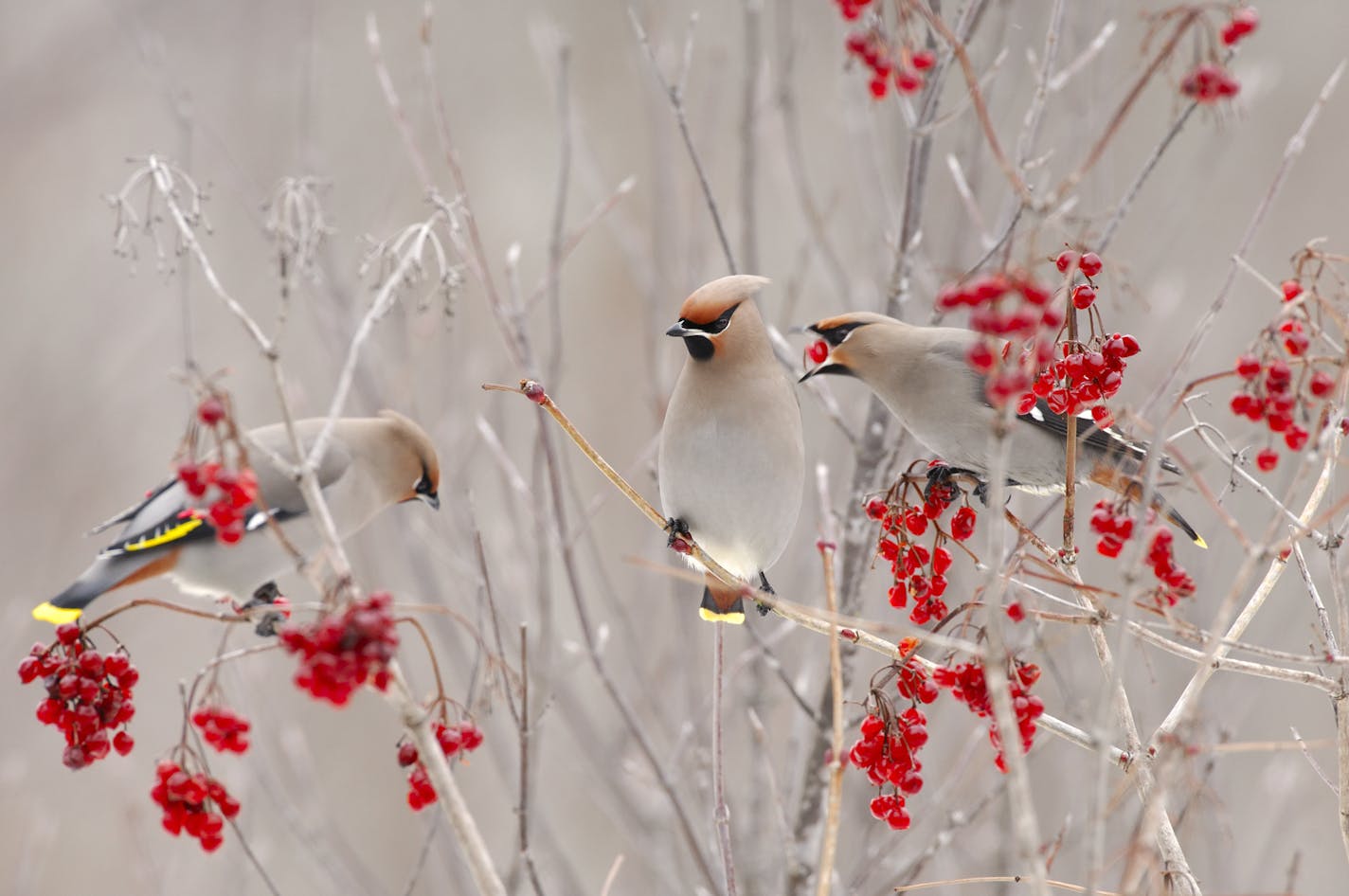 These Bohemian waxwings are feeding on the fruit of high bush cranberry. Bohemian waxwings migrate into Minnesota during winter and can often be found in large flocks of fifty or more as they feed on most any fruit still clinging to branches.